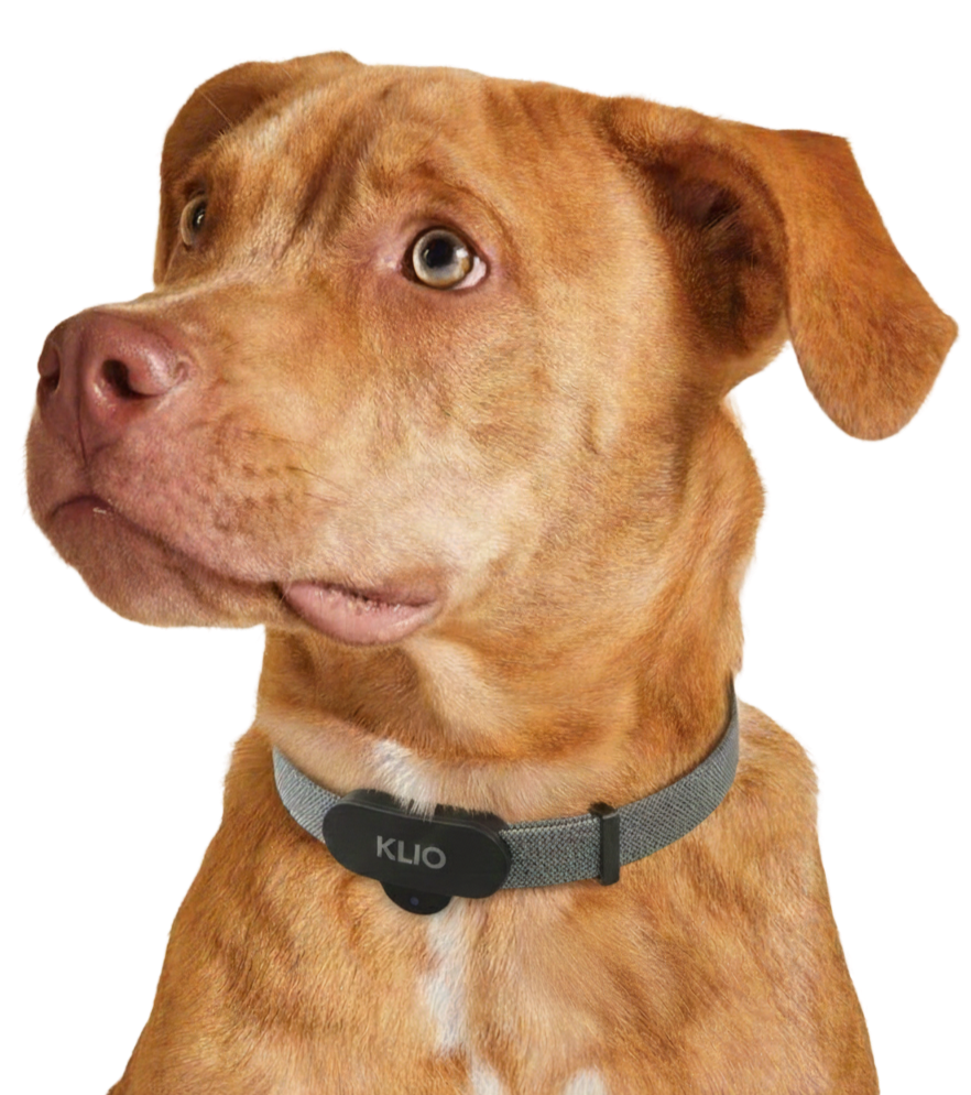 Close-up of a brown dog with a slightly tilted head, wearing a gray collar with a black tag that says 'KLIO.'