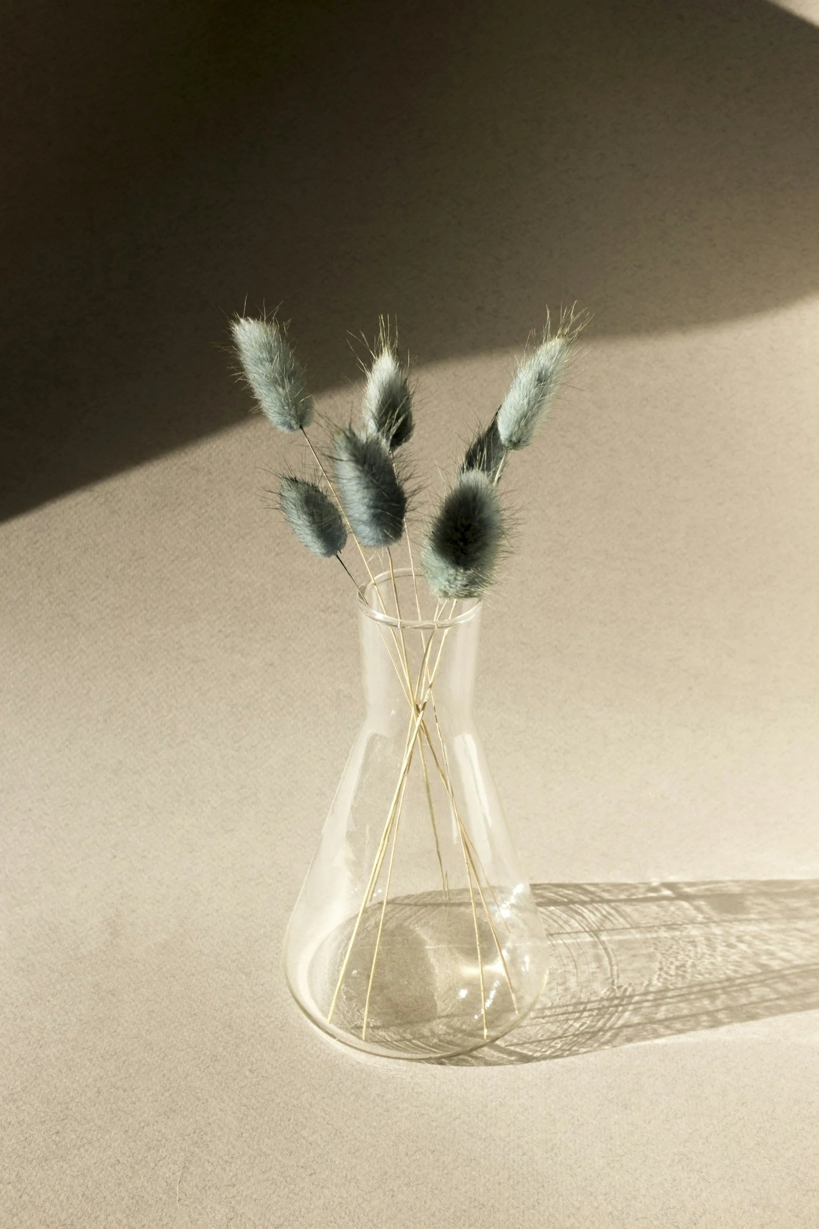 A clear glass vase with dried grayish-green fluffy flower stems on a beige surface, partly illuminated by sunlight, casting shadows.