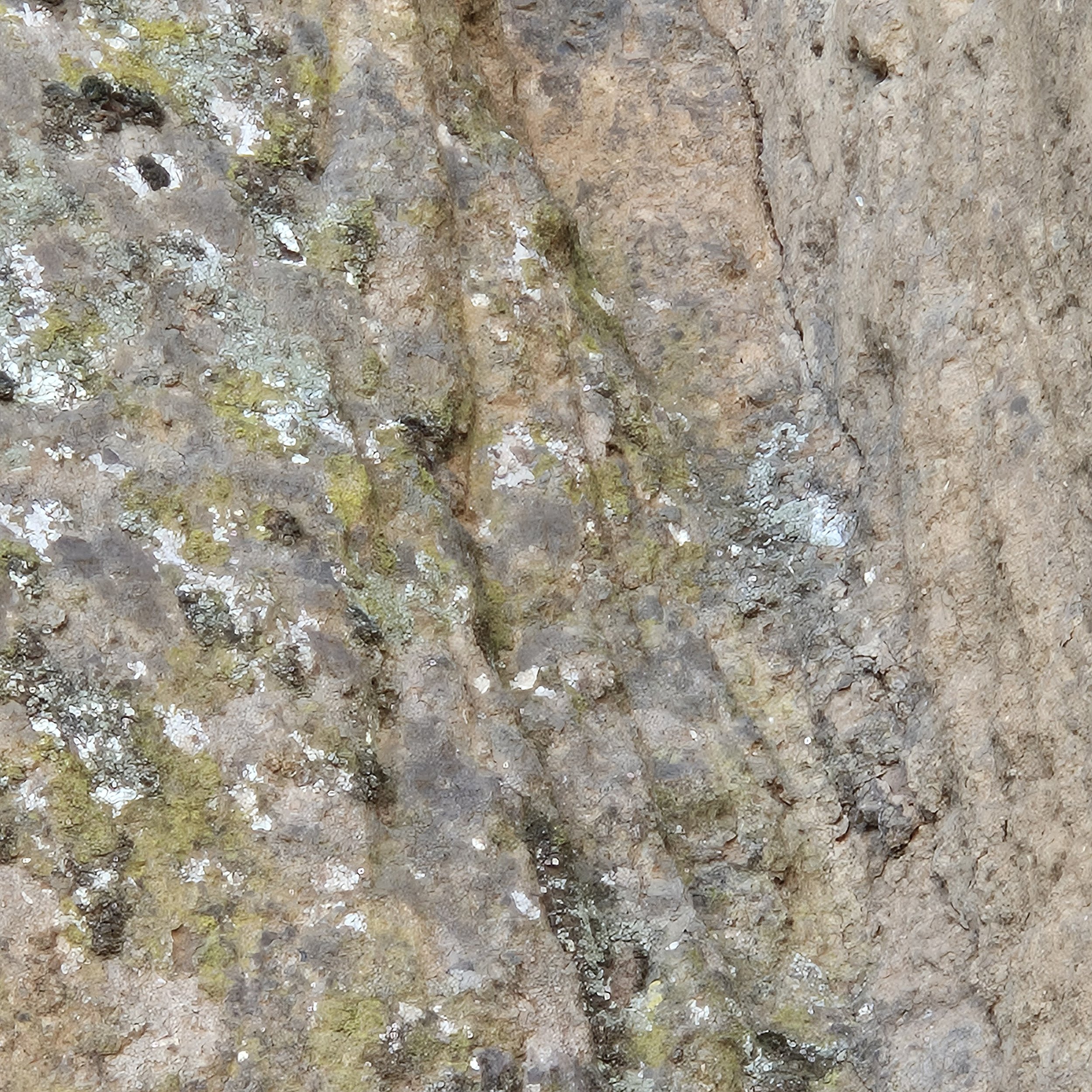 Superficie rocciosa di tufo con licheni verdi e grotte.