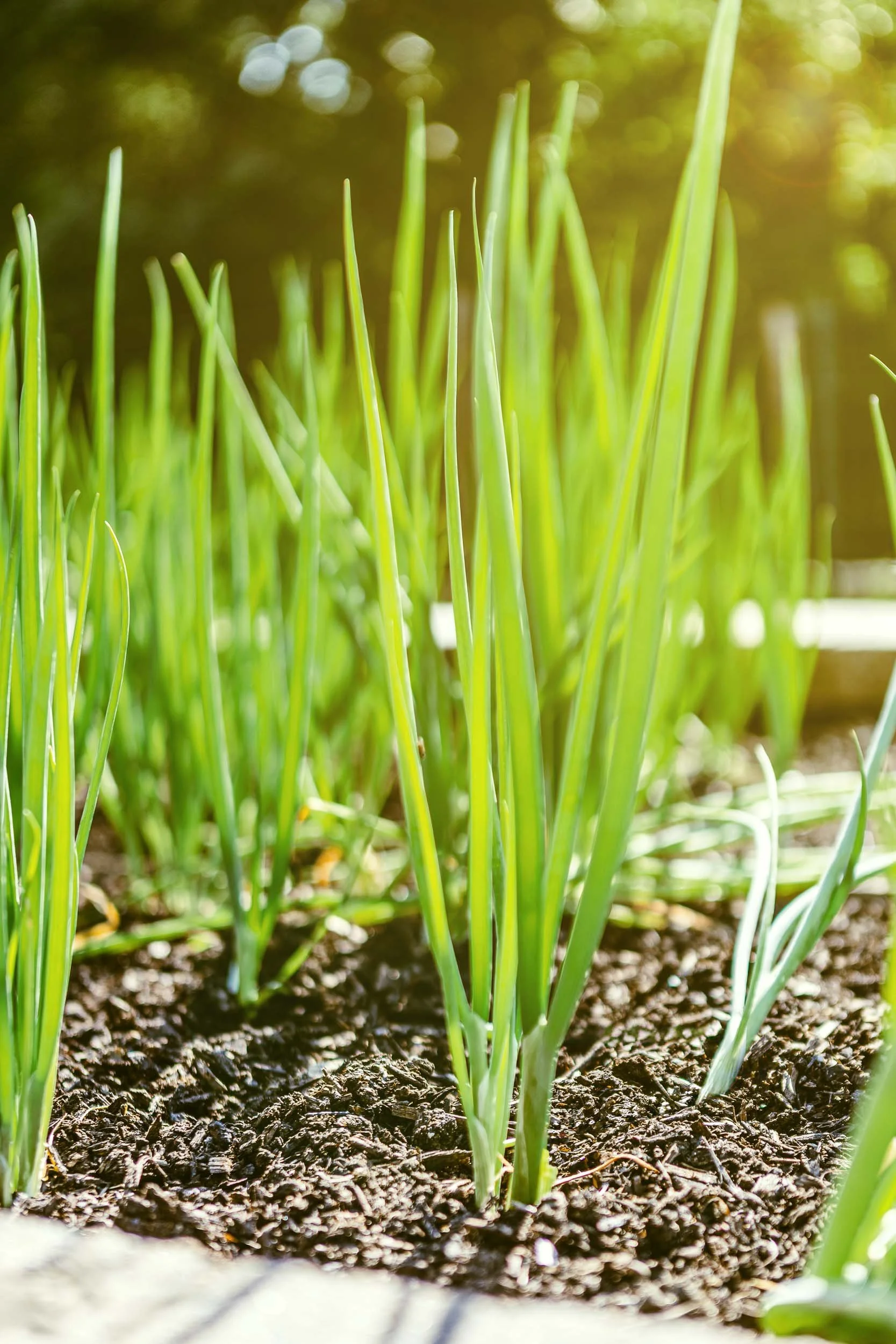 Gather Timberland Garden 2025-Kevin.Edge.Photography-editorial.food.photographer-09.jpg