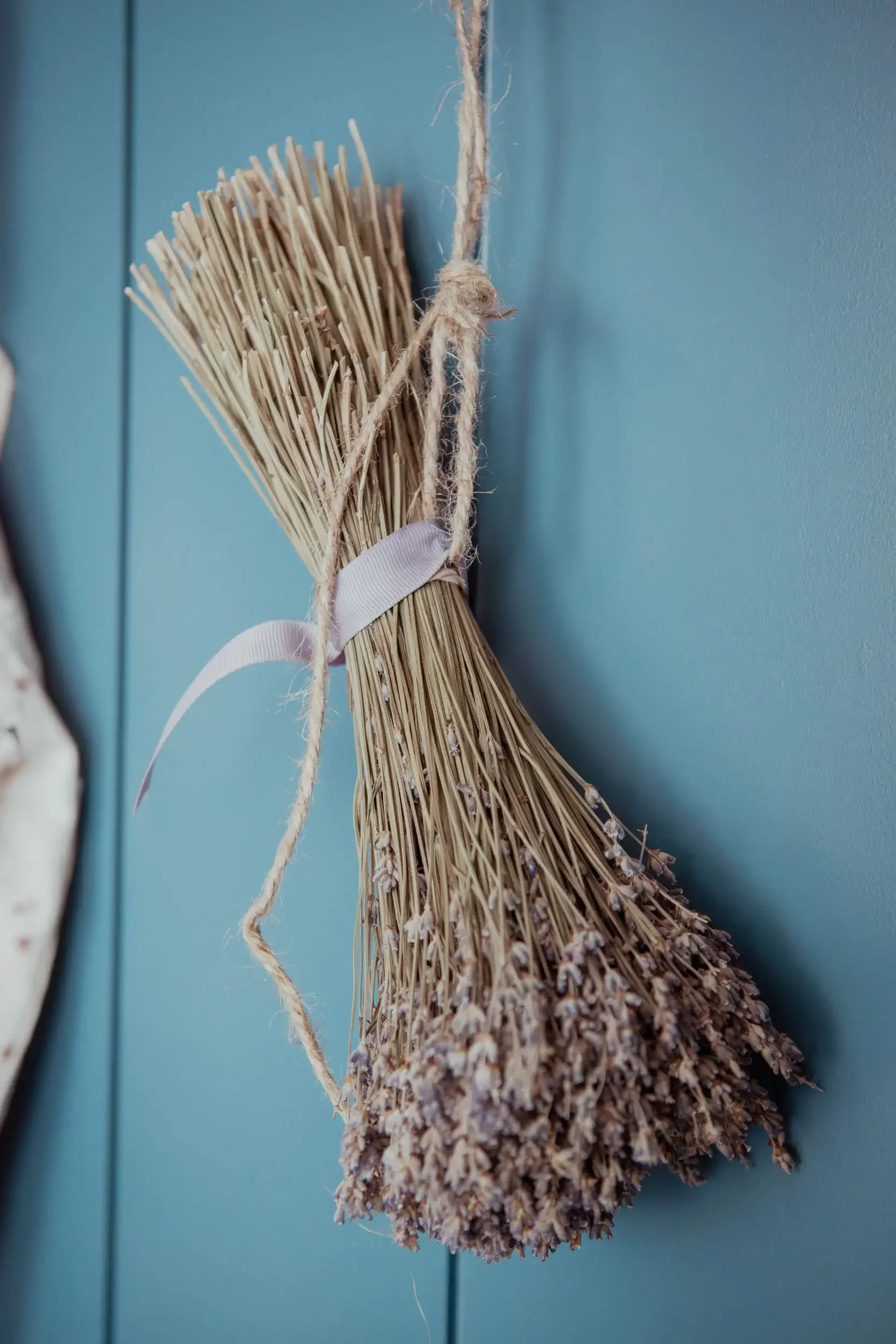 A bundle of dried lavender flowers tied with a white ribbon, hanging against a blue wall.