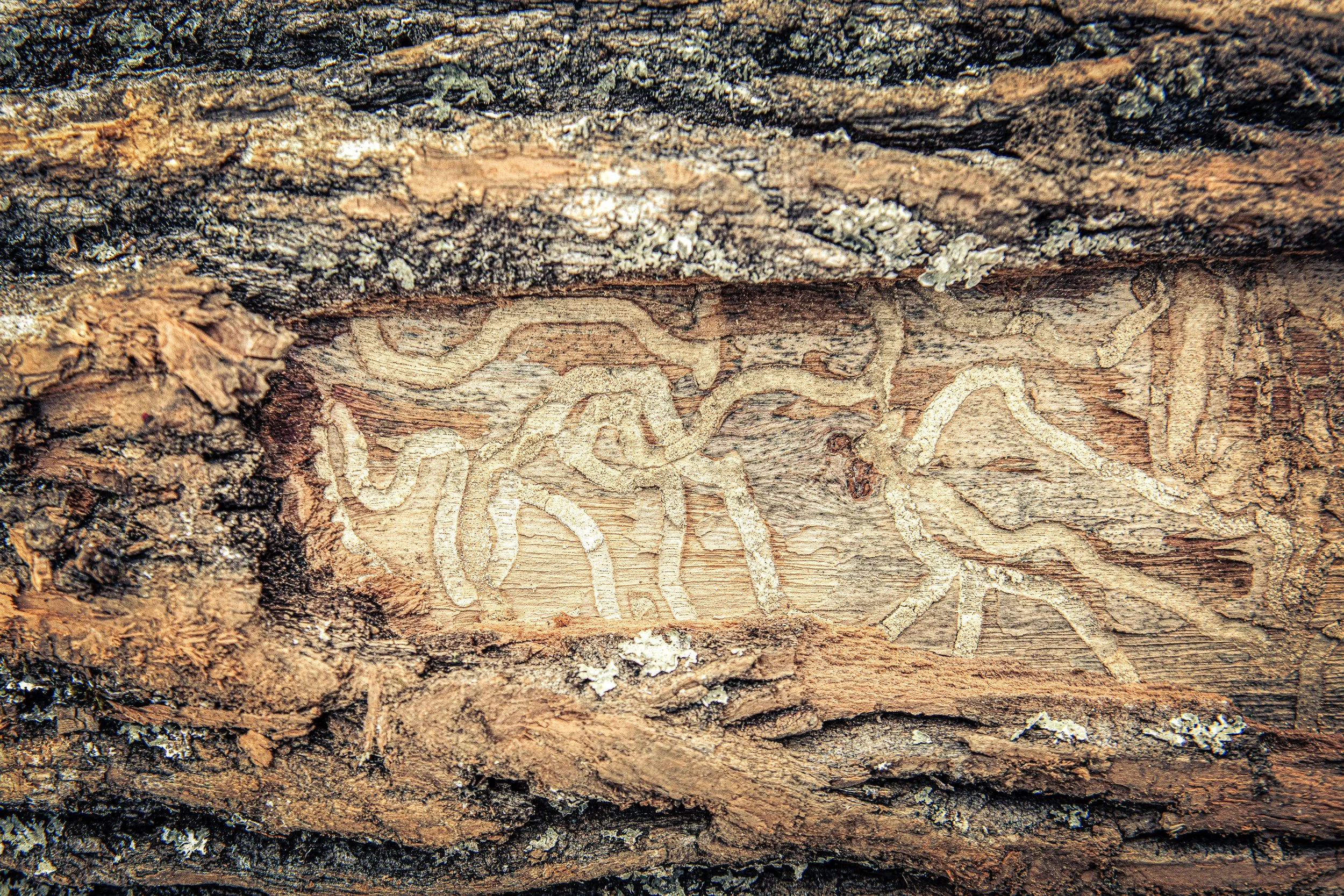 EAD Woodwork | Urban-2.jpg