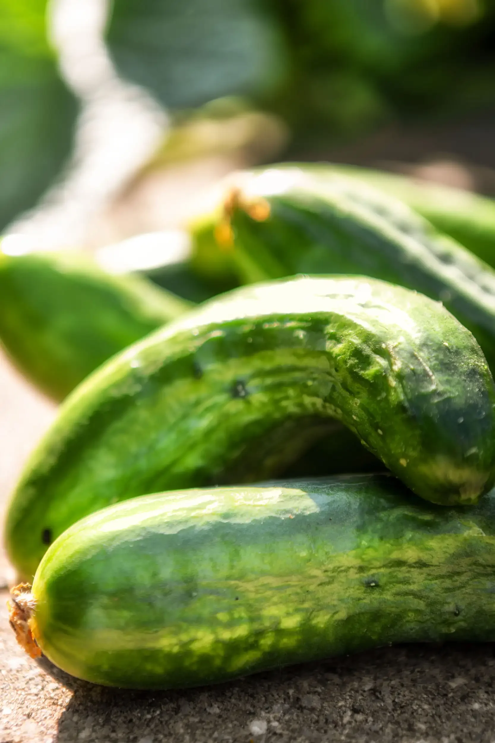 Close-up of green zucchini on a textured surface outdoors.