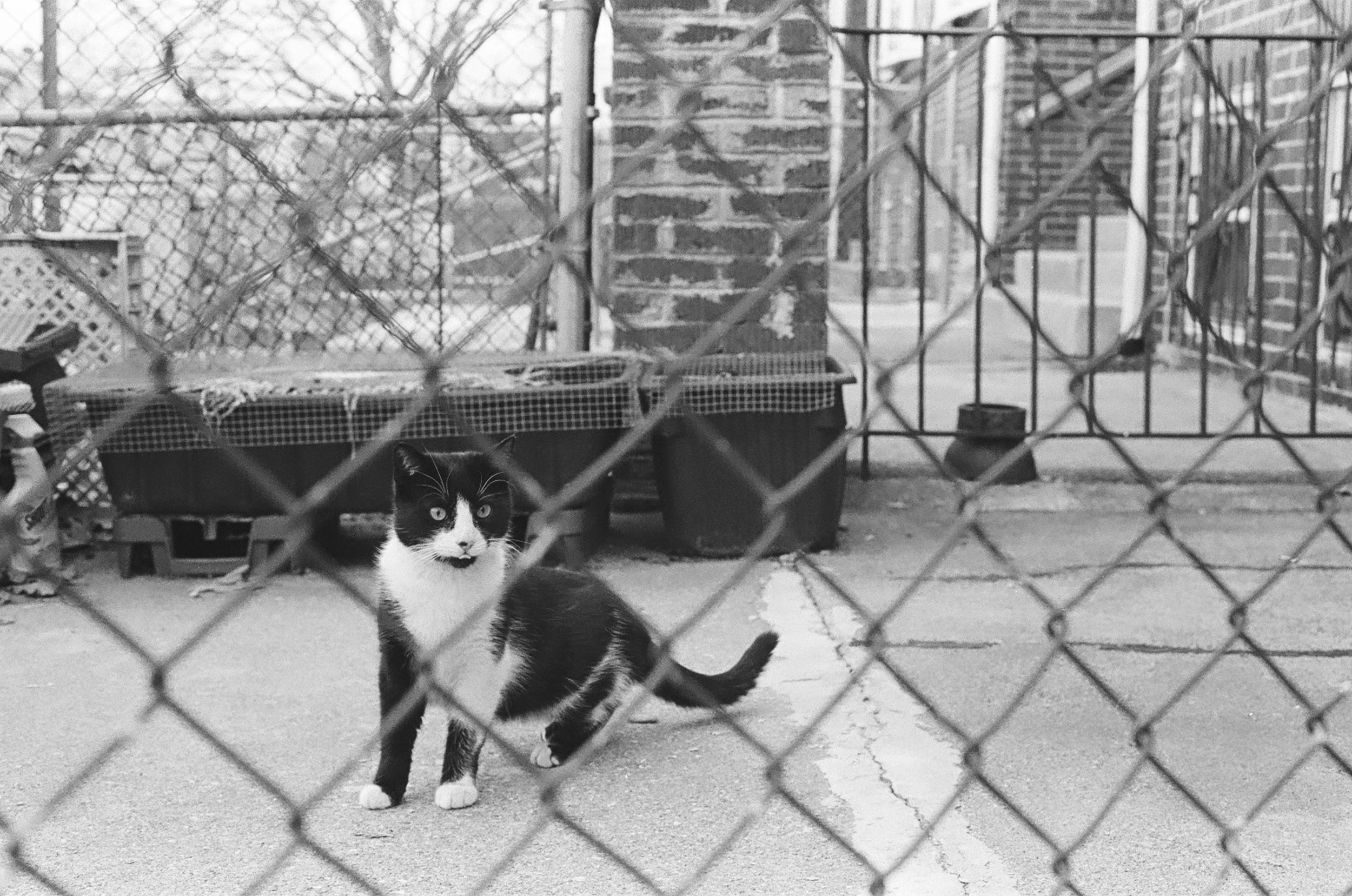 Street Cat.jpg