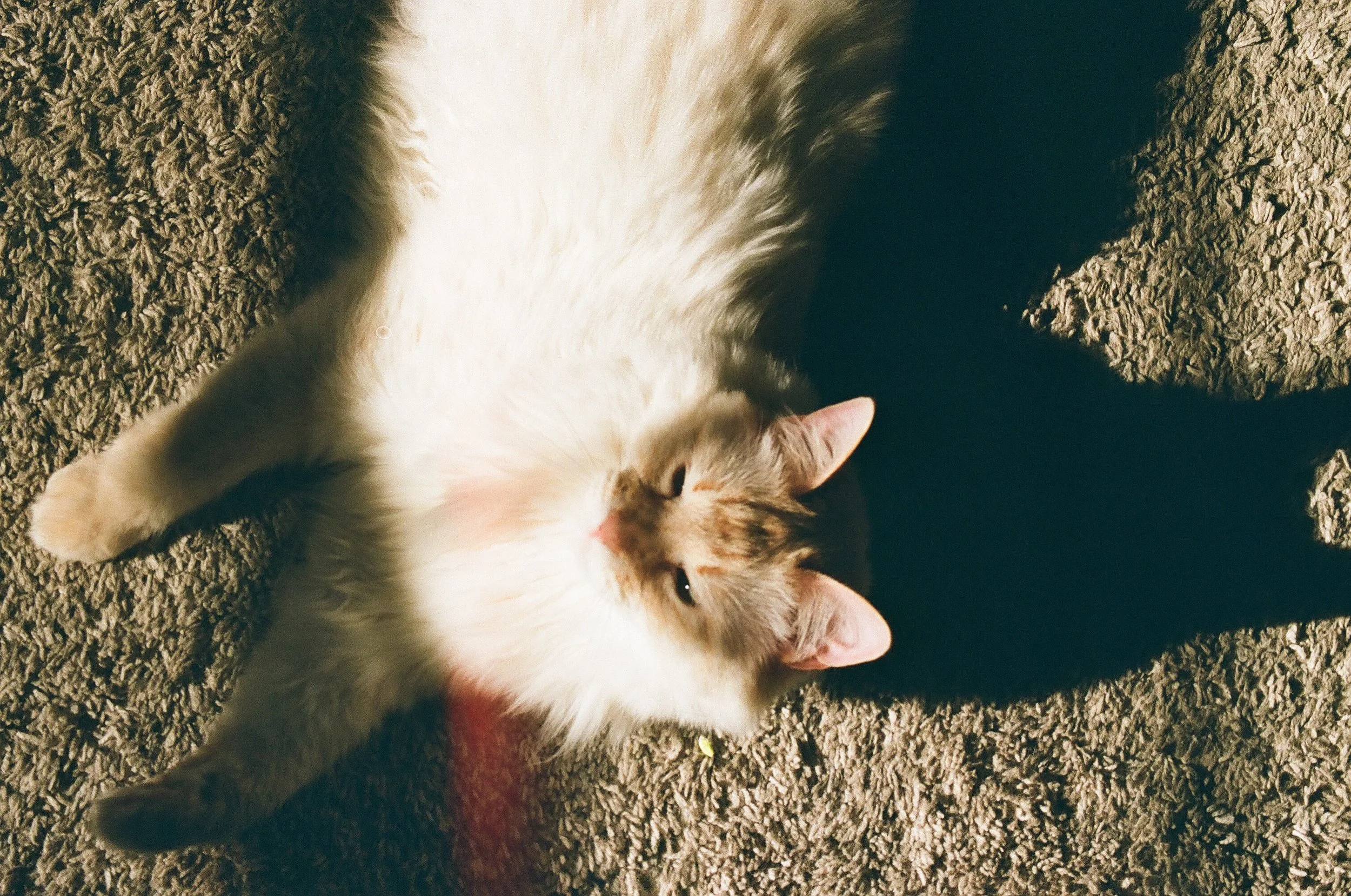 77130036.jpg