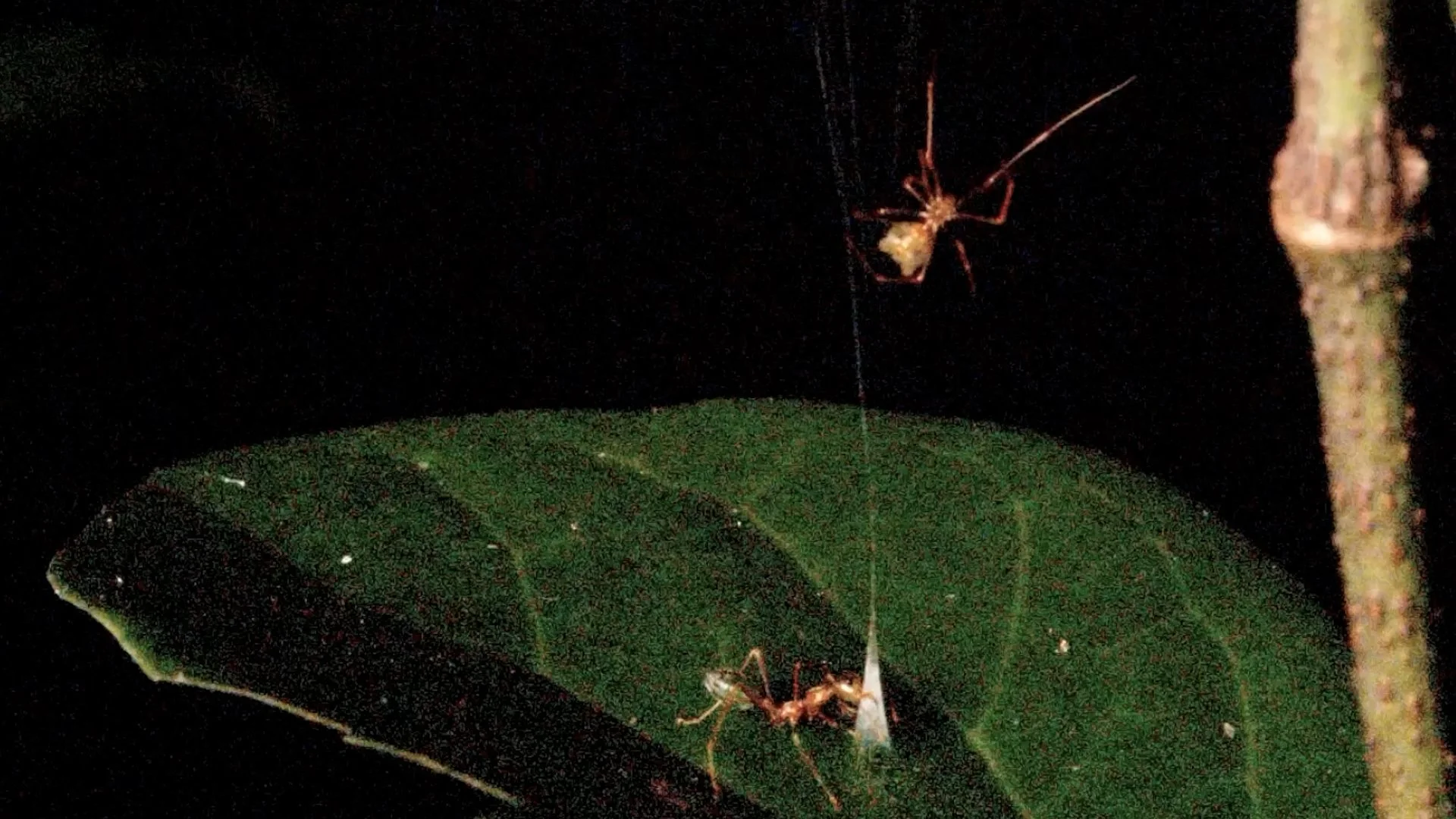 ND001782_Spring Loaded Spider Combined .jpg