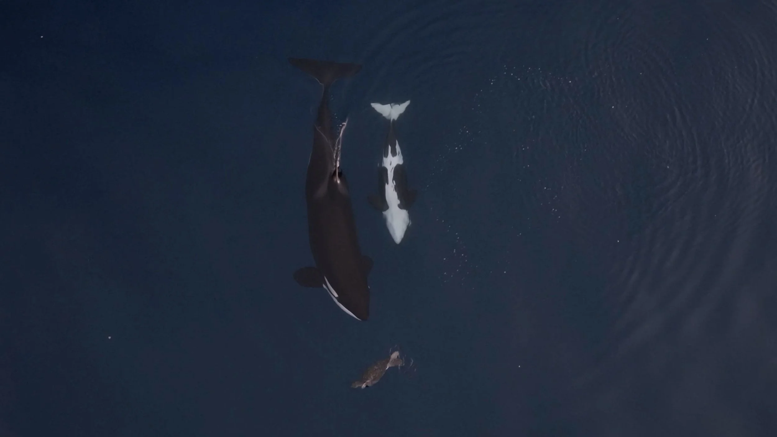 ND001798_Orca Hunting Sea Turtle_opt 2.jpg