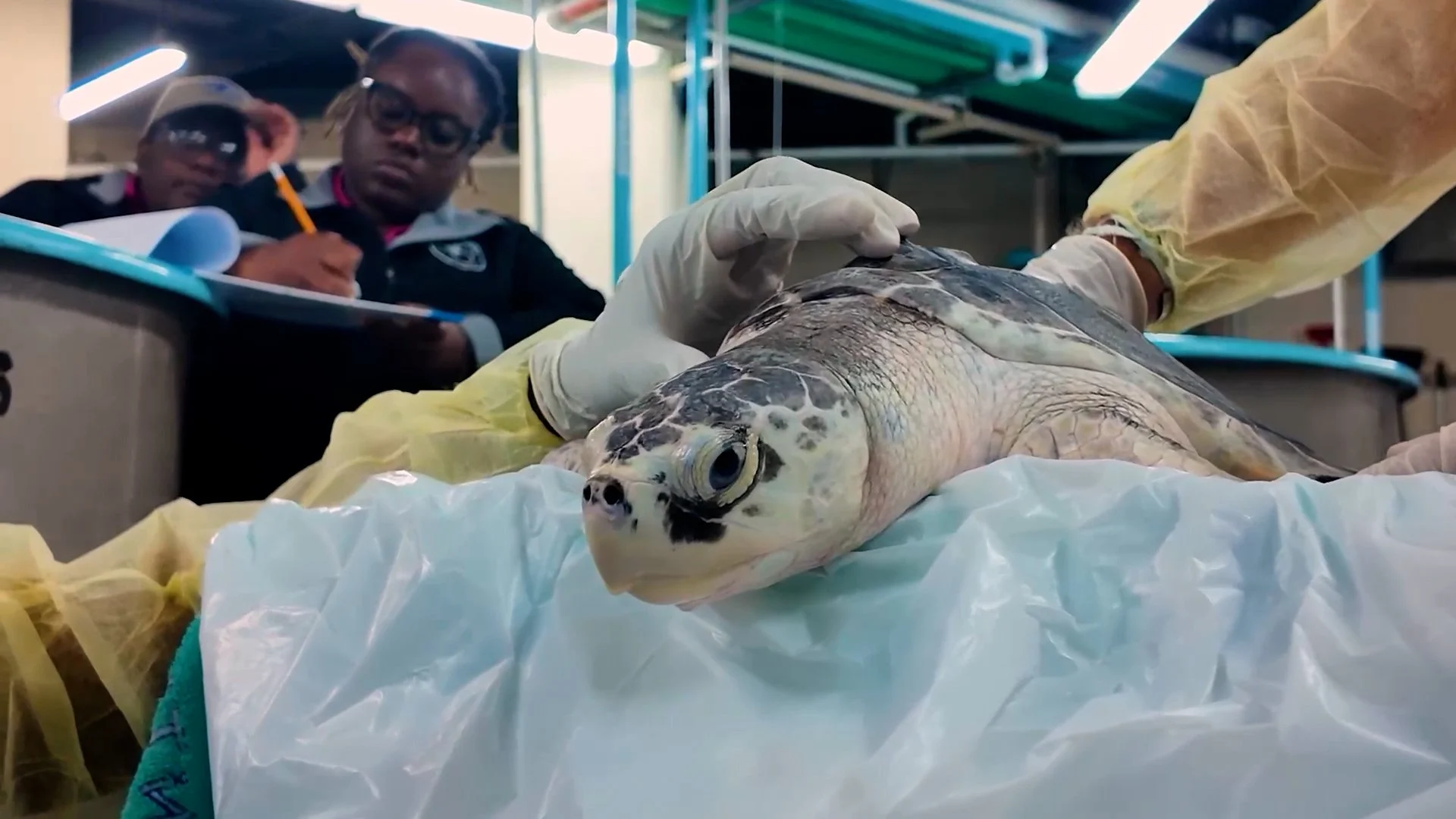 ND001780_Sea Turtles Northern Waters_1_Still.jpg