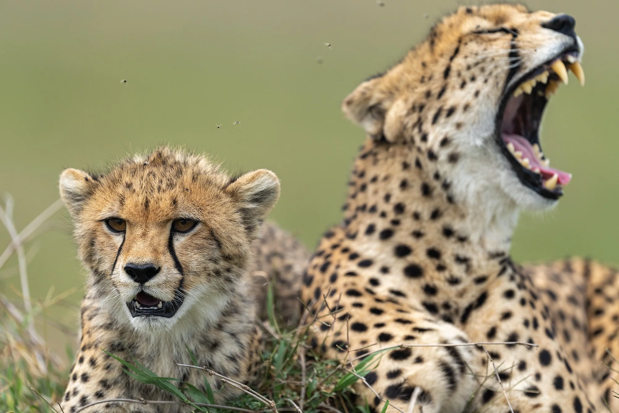 Cheetah_Cub_With_Momma.jpg