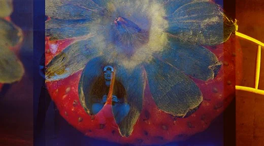 double exposed image of a strawberry and photographers in blue light.