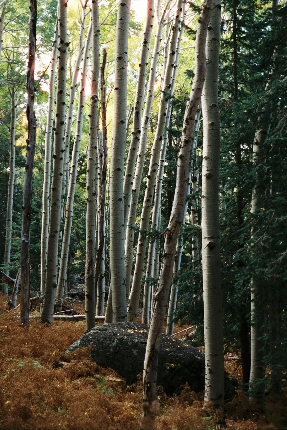 The Commune of the Aspen Youth