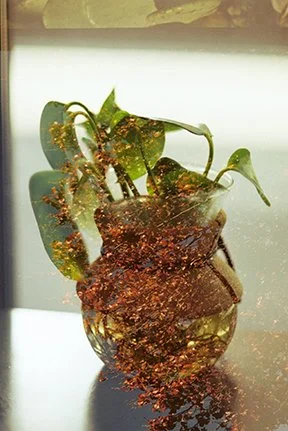 Double exposure of a tree and plant in vase