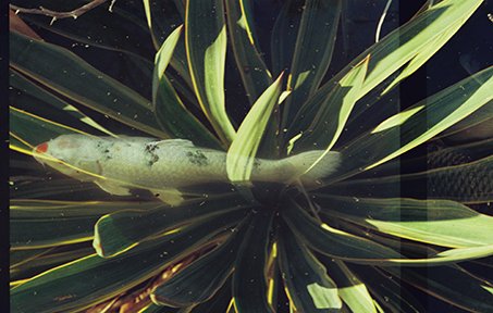 Double exposure of a yucca plant and a koi fish