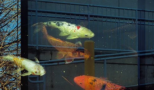 A double exposure featuring fish and a stairwell.