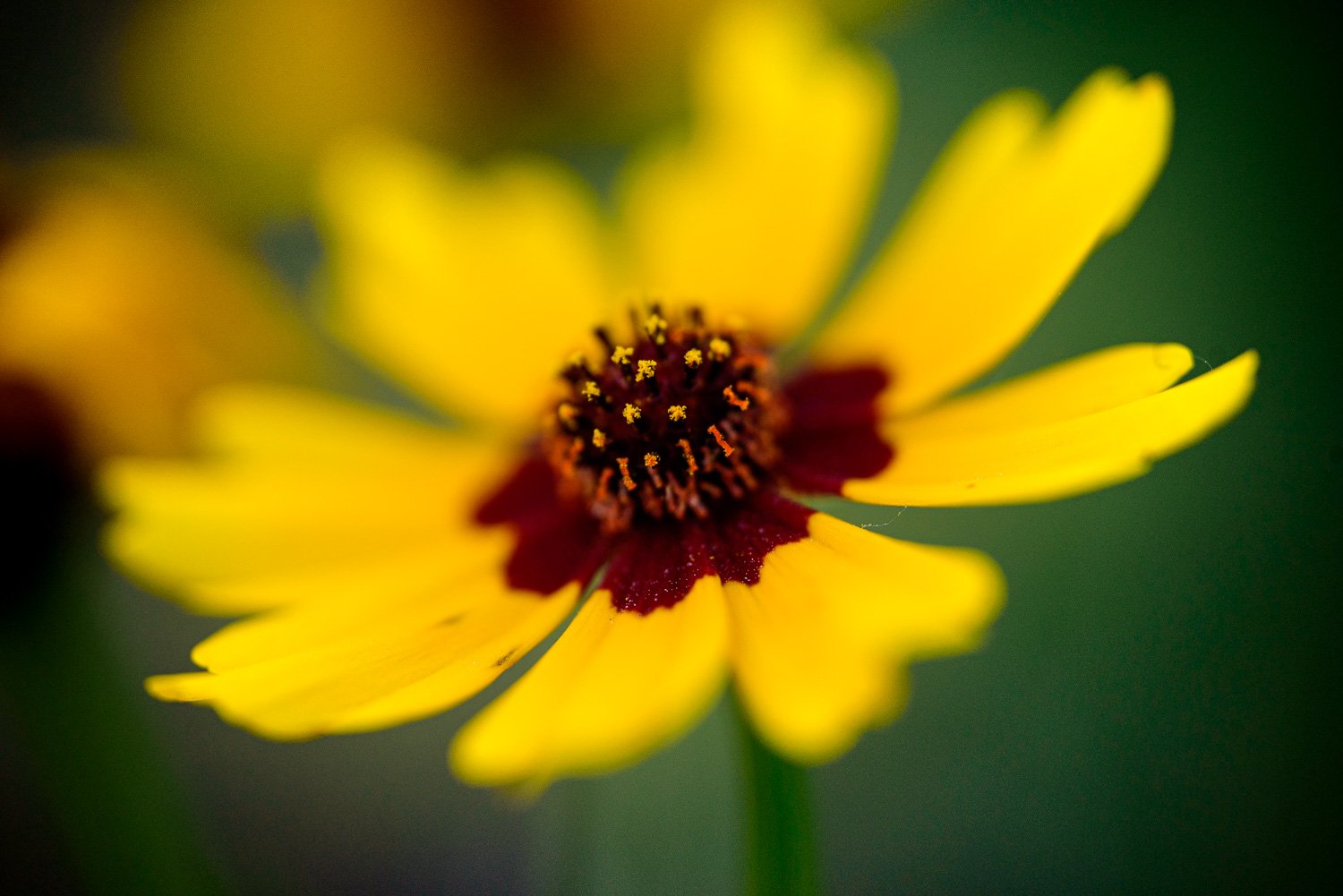 Coreopsis
