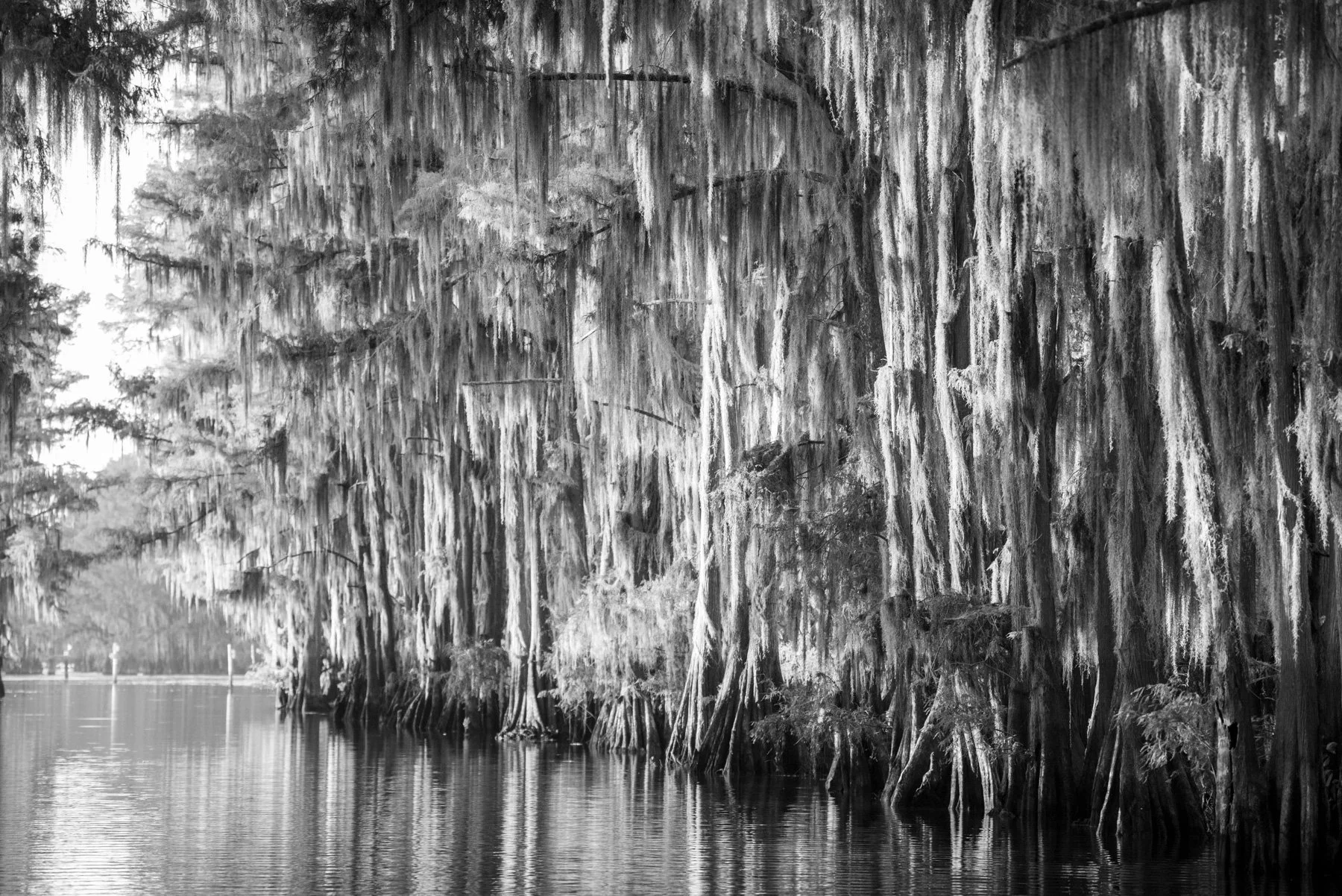 Cypress Curtain