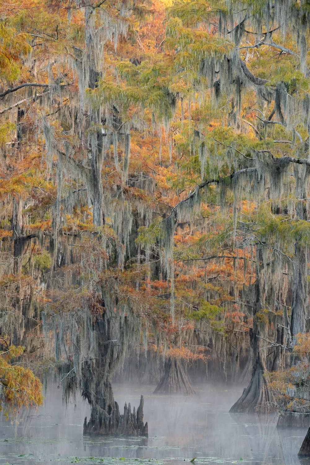 Mystique of The Swamp