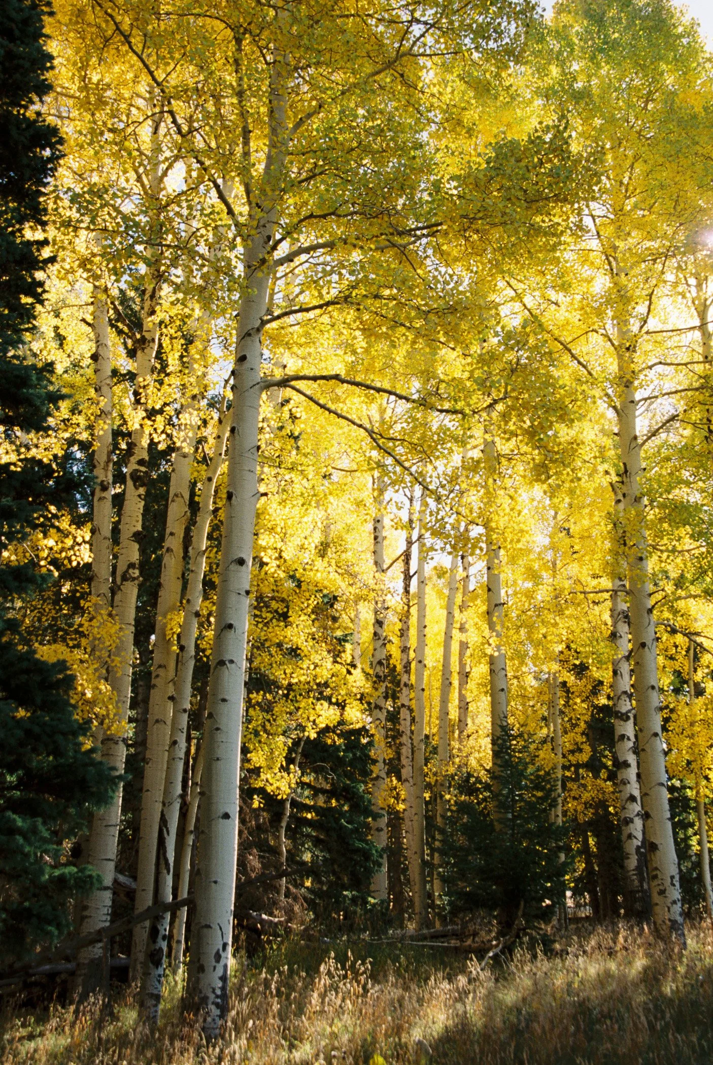 A Moment in the Golden Forest