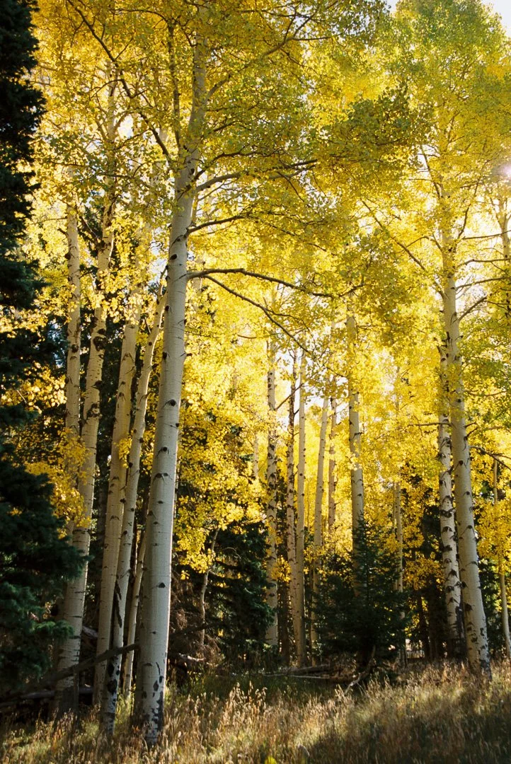 A Moment in the Golden Forest