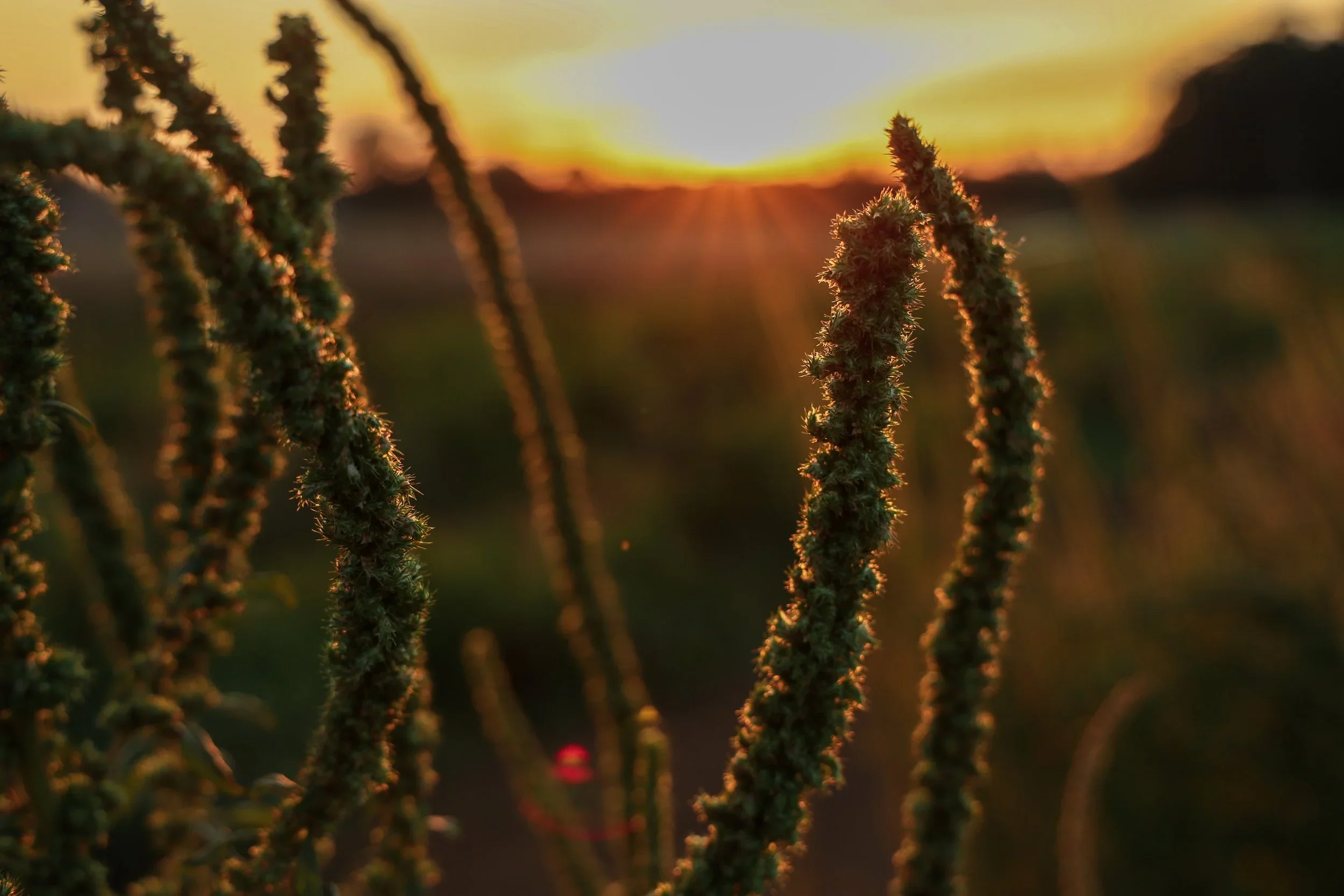 Undoing aloneness: A cornerstone of healing trauma