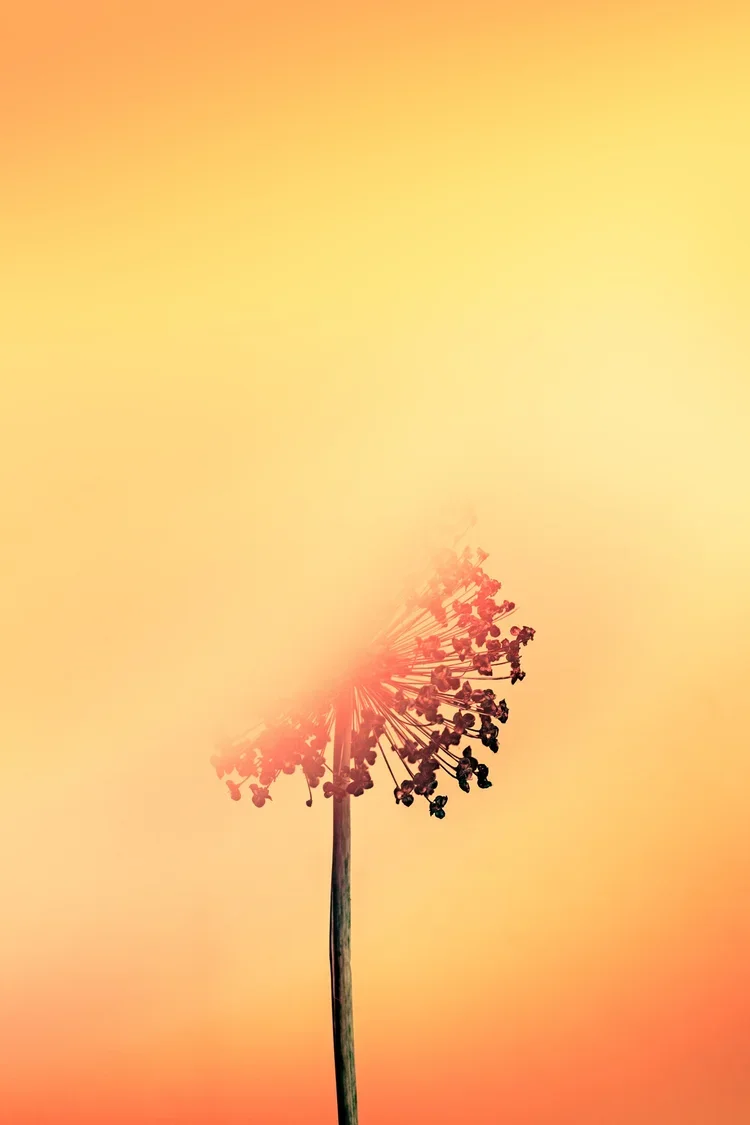 What is “collective healing?” An emergent field of practice &amp; inquiry