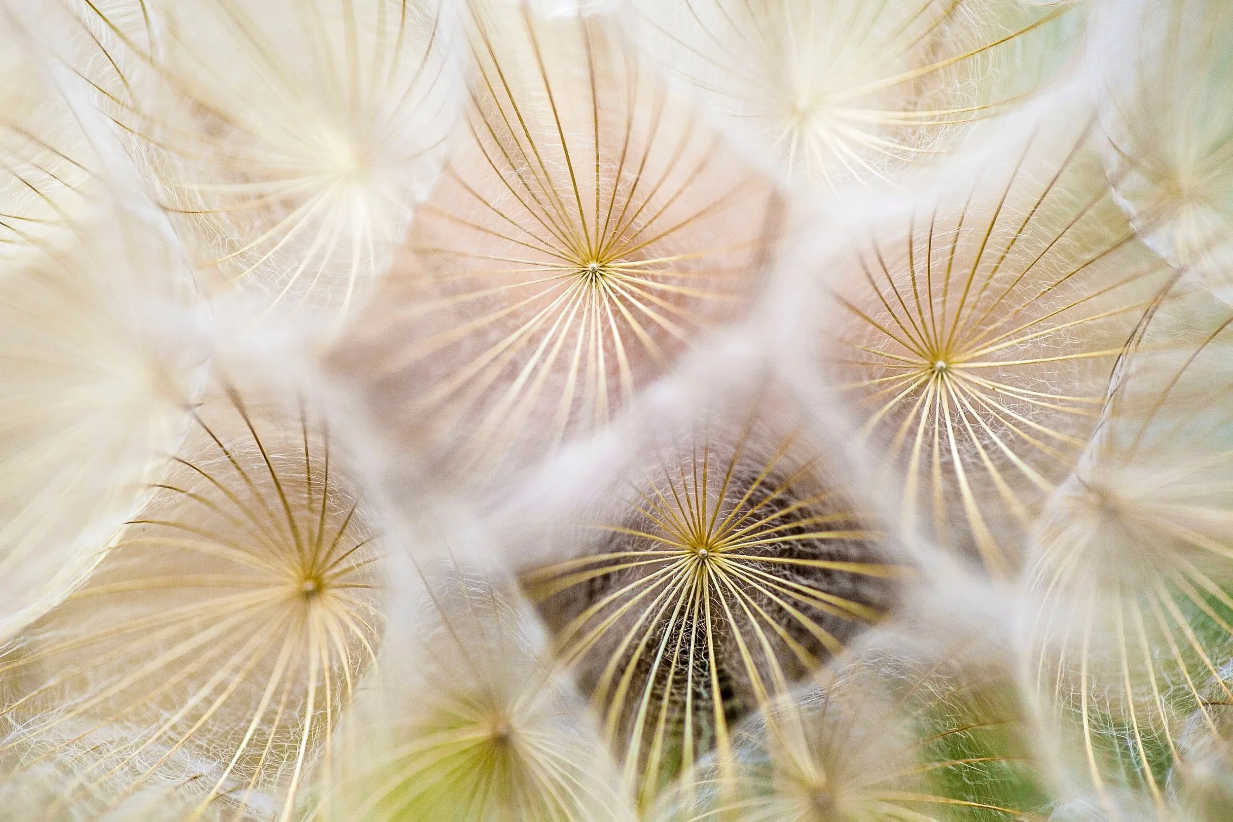 Close-up of dandelion seeds with intricate, feathered structures and thin, radiating lines.