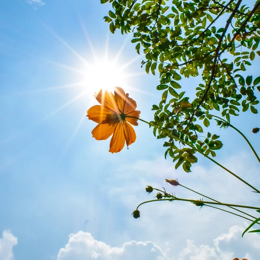 Sunshine shining through a bright orange flower and green leaves against a blue sky with some clouds.
