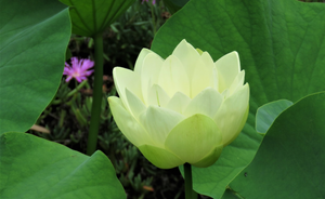 A white lotus flower blooming among large green leaves.