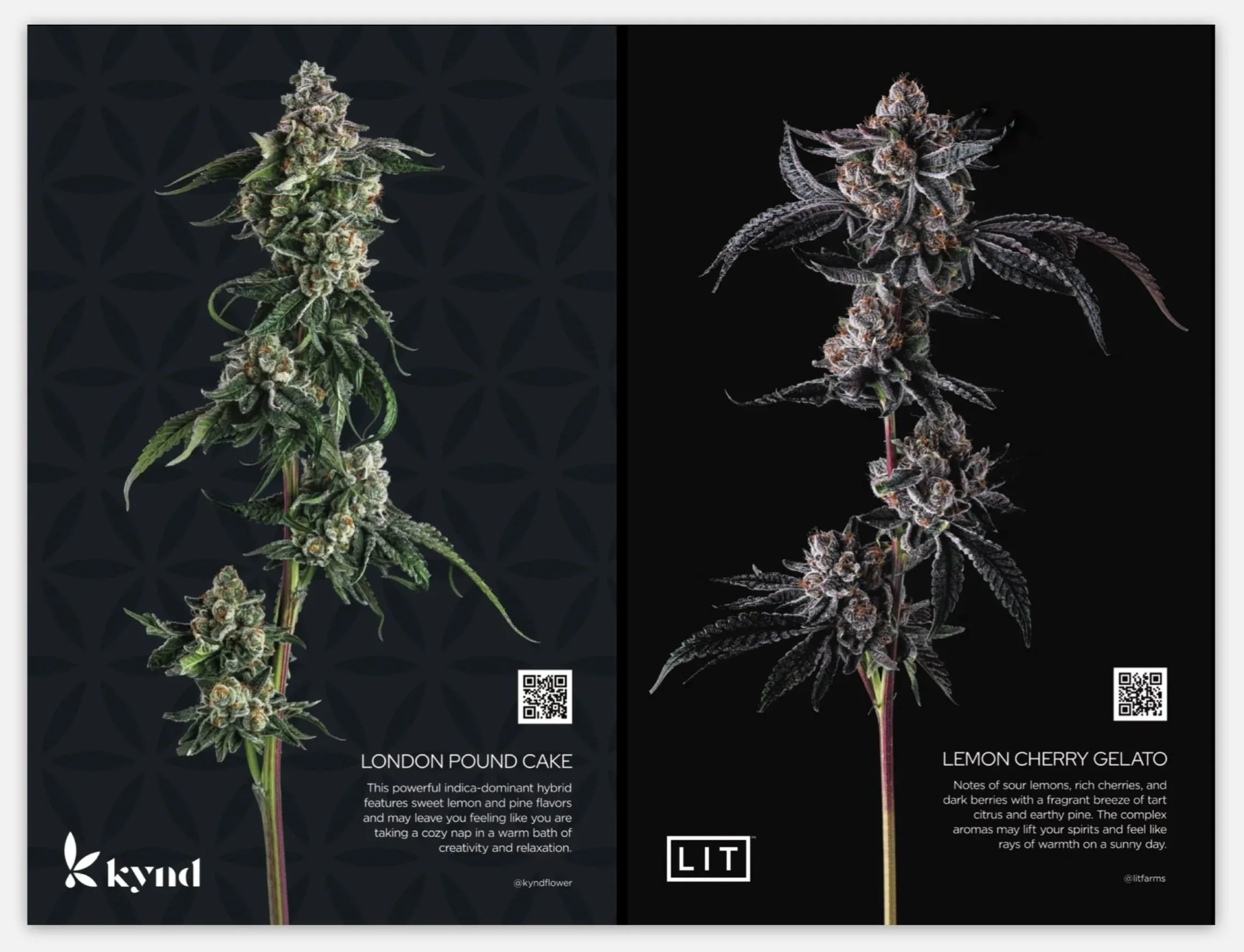 AYR released two, limited-edition strains at NECANN. London Pound Cake under the kynd brand and Lemon Cherry Gelato by LIT.