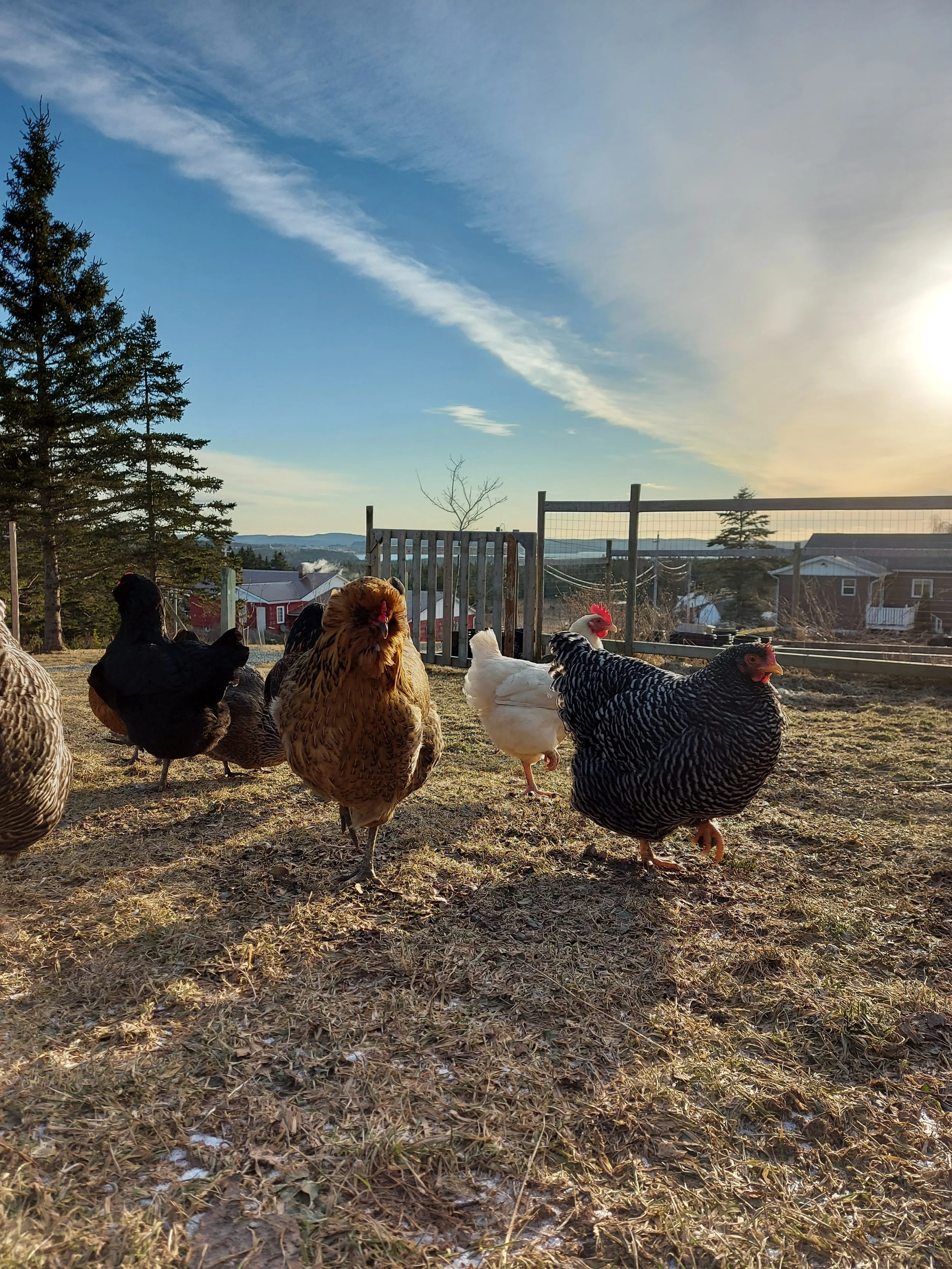 A group of chickens outdoors on a farm during sunset, with trees and buildings in the background.
