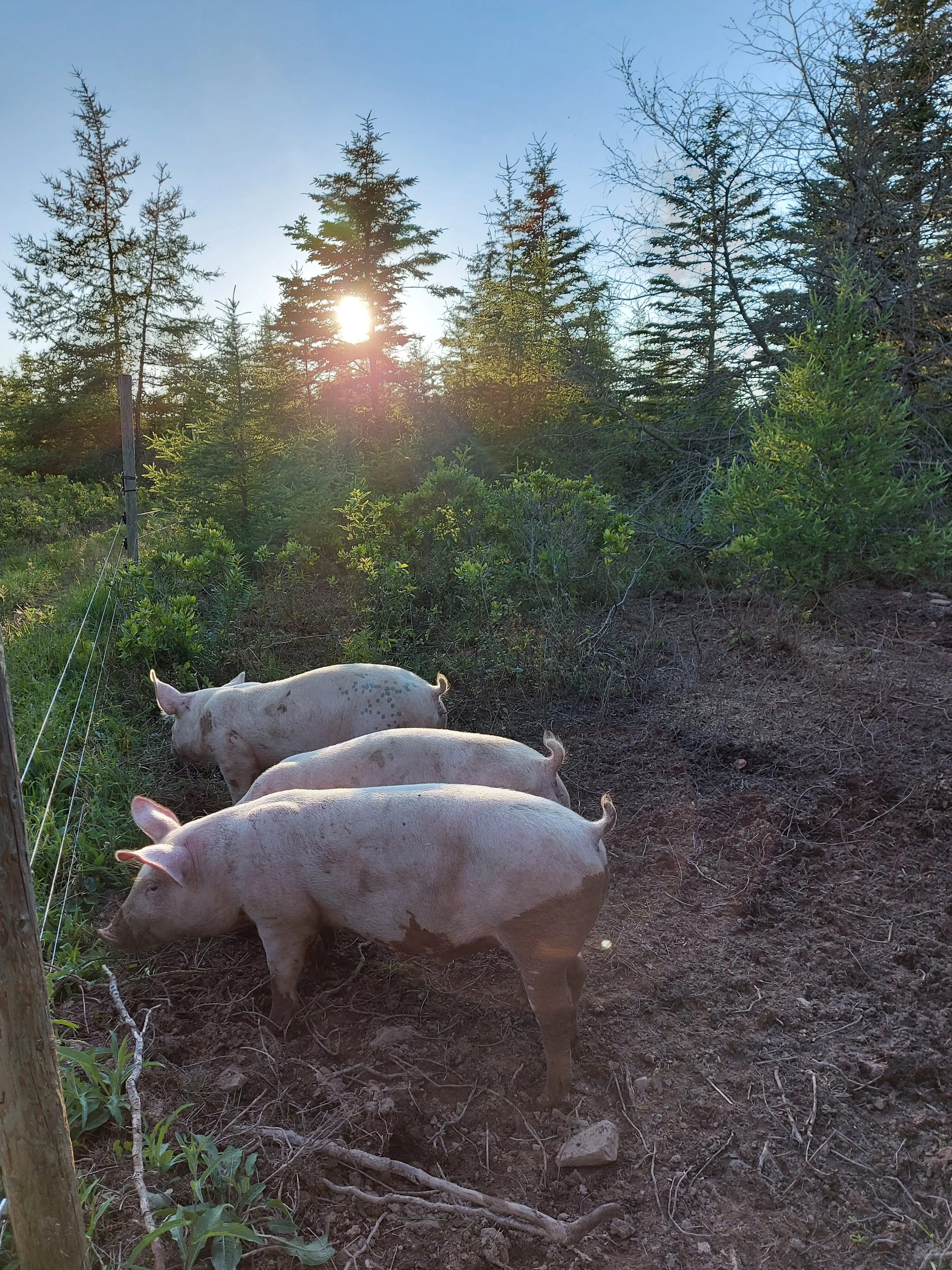Three pigs walking along a dirt path through a forested area with tall pine trees and the sun setting in the background.