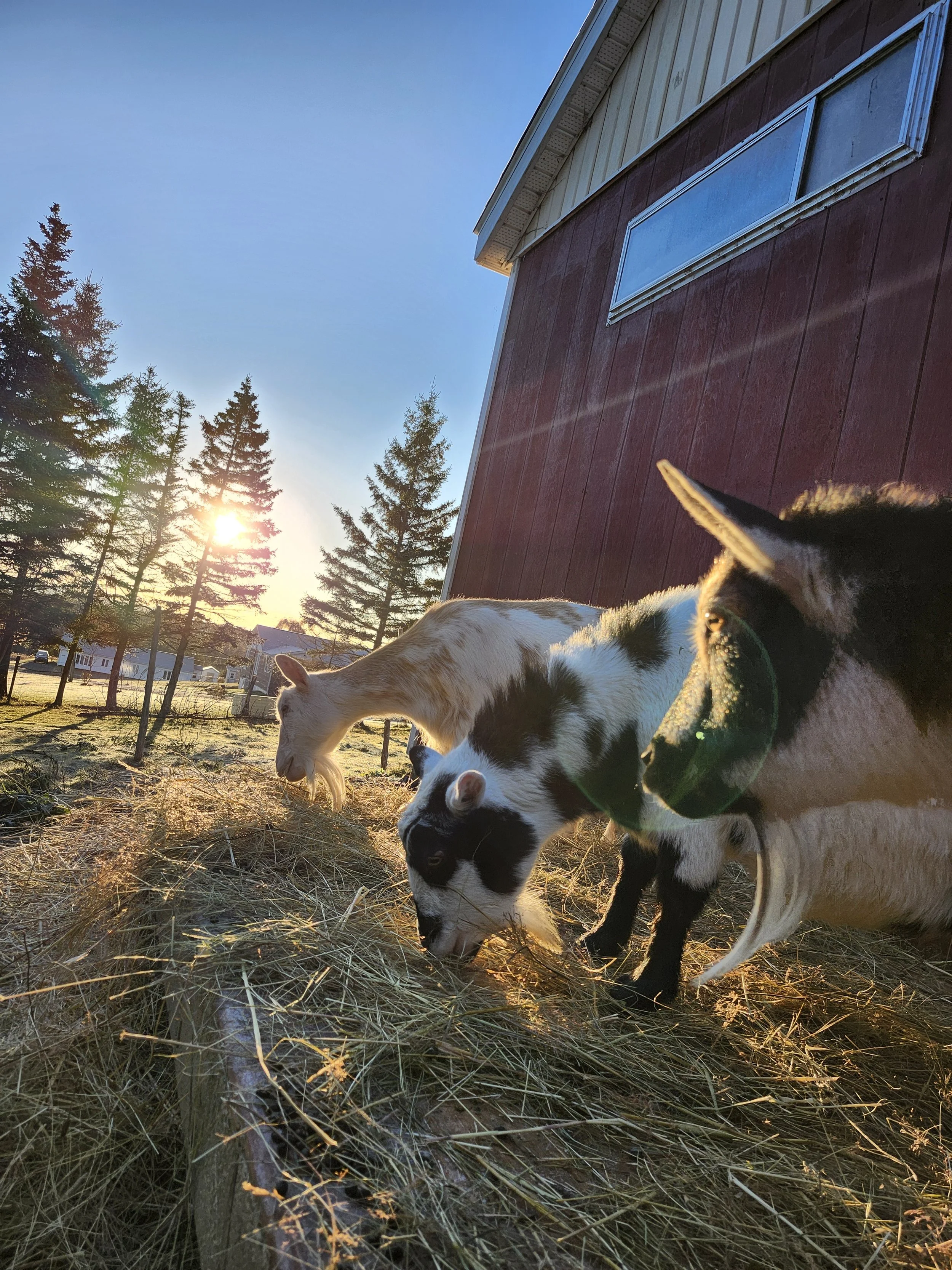 Three farm animals, a white and brown goat, a white goat, and a black and white goat, grazing on hay near a red barn with a window, with pine trees and a sunset in the background.