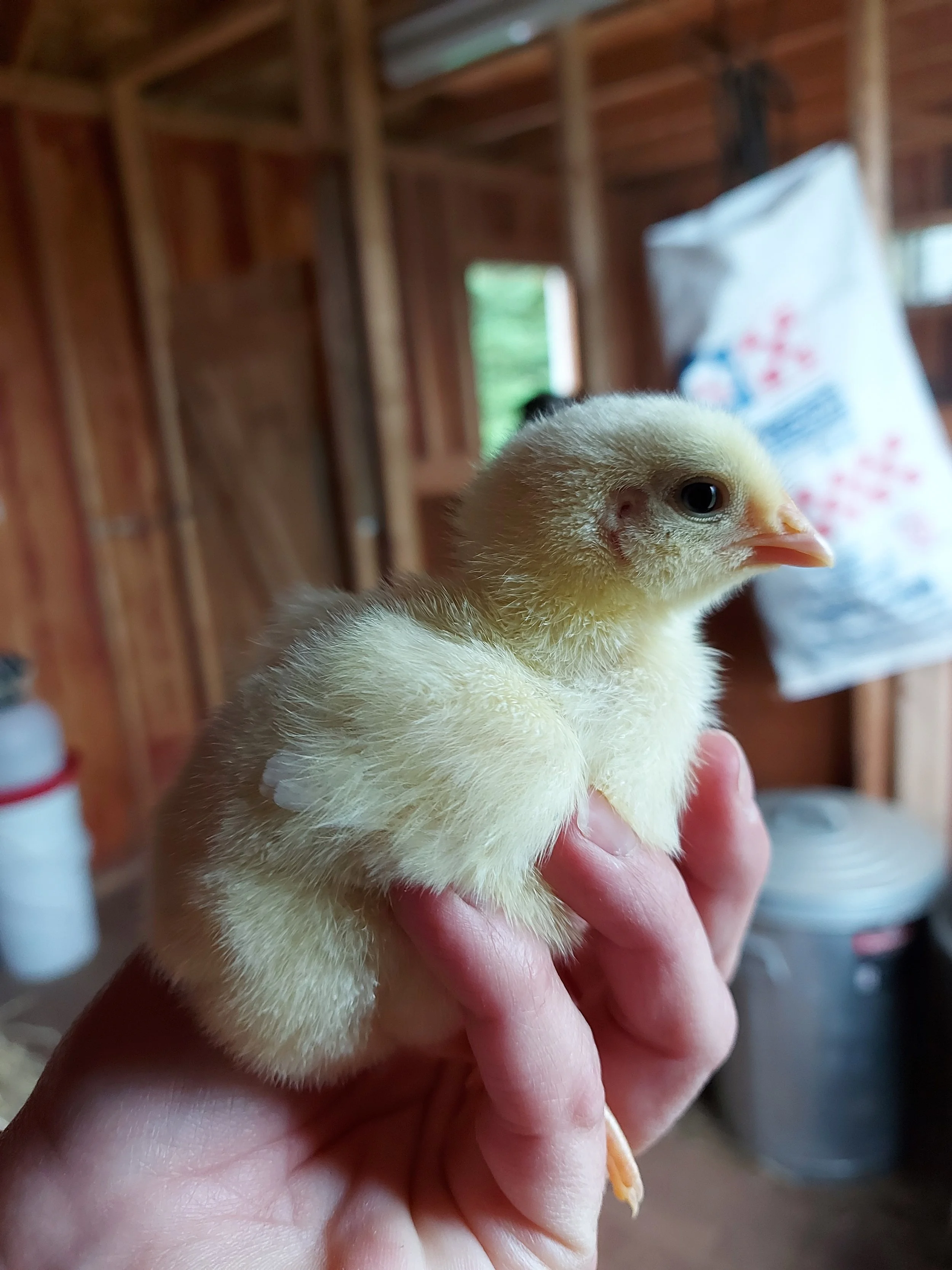 A person holding a small yellow baby chick in a barn with wooden walls and a white bag of chicken feed in the background.