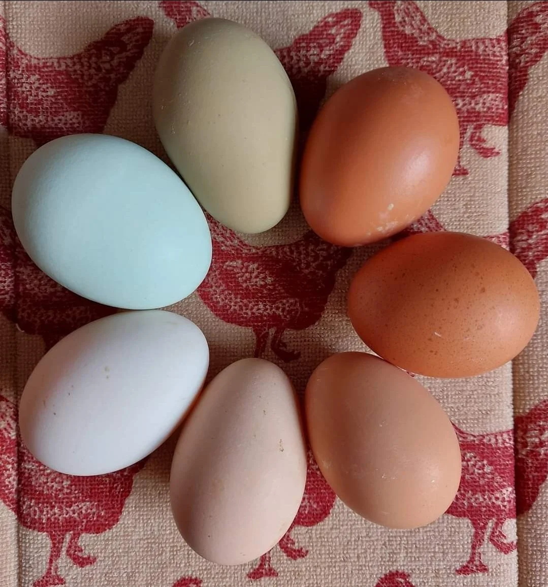 A collection of seven eggs of various colors arranged on a red patterned fabric.