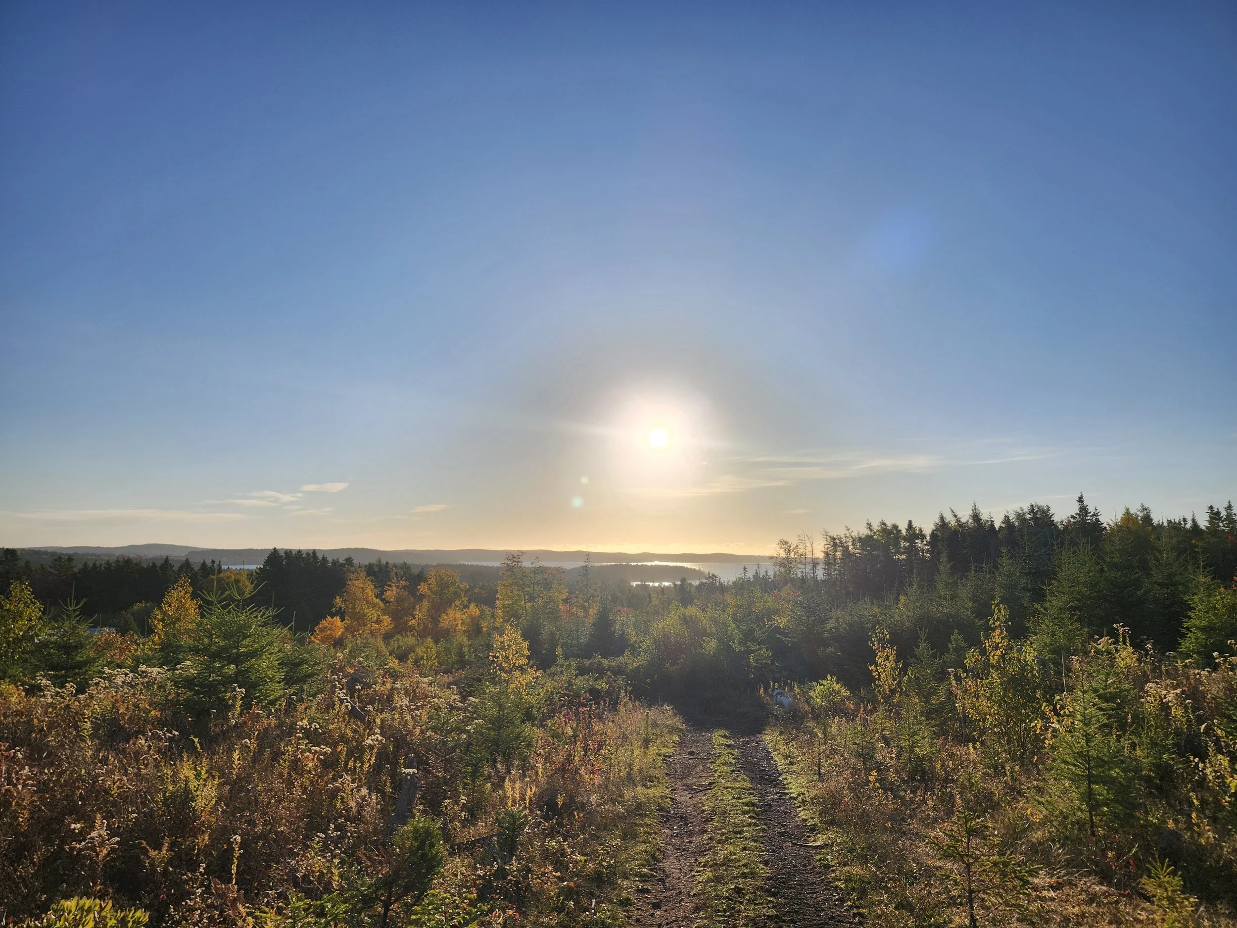 A dirt path through a forest with trees showing fall colors, a body of water in the distance, and the sun setting or rising in a clear sky.
