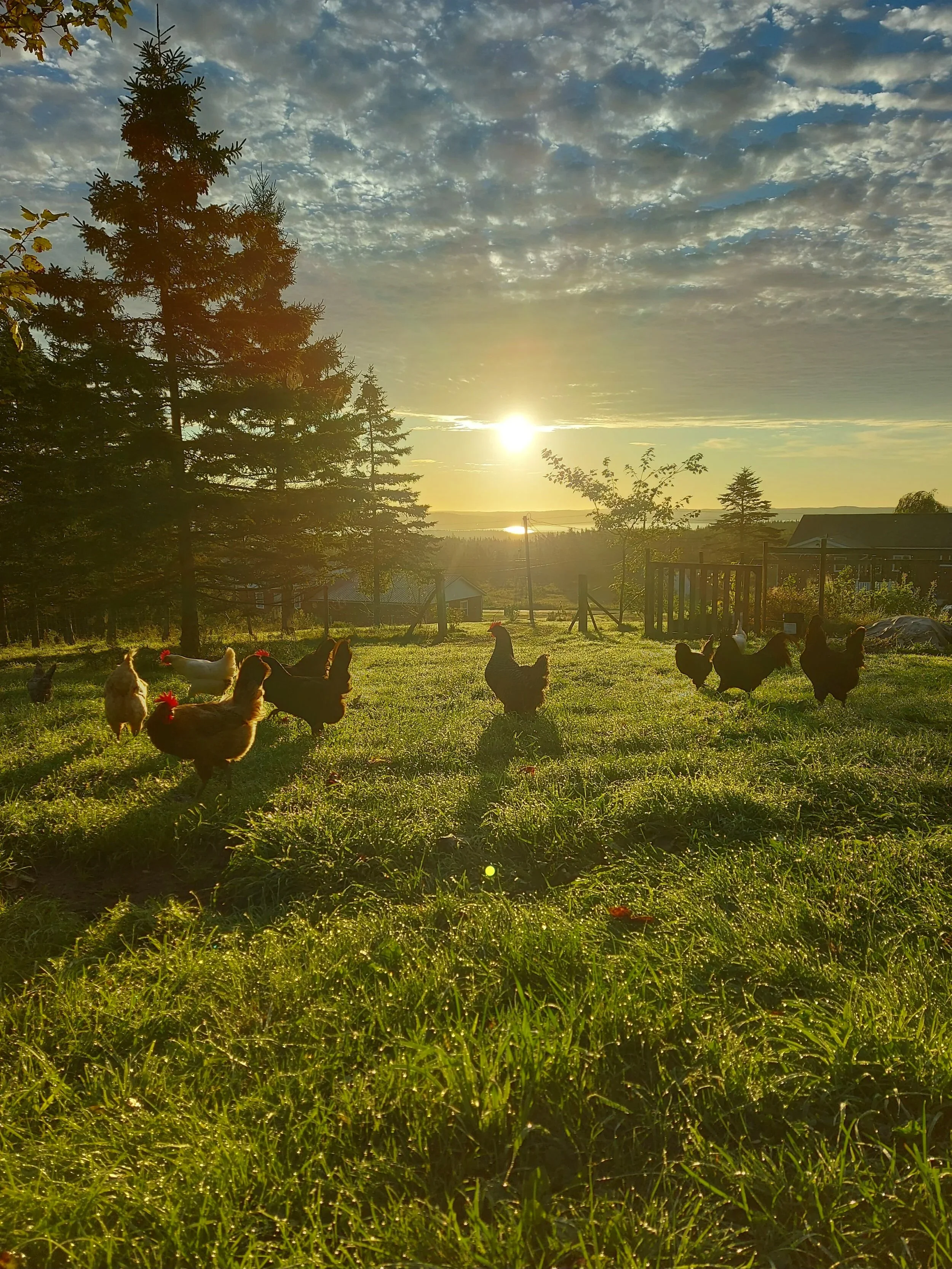 Chickens roaming outdoors at sunrise on a grassy farm with trees and a fence in the background.