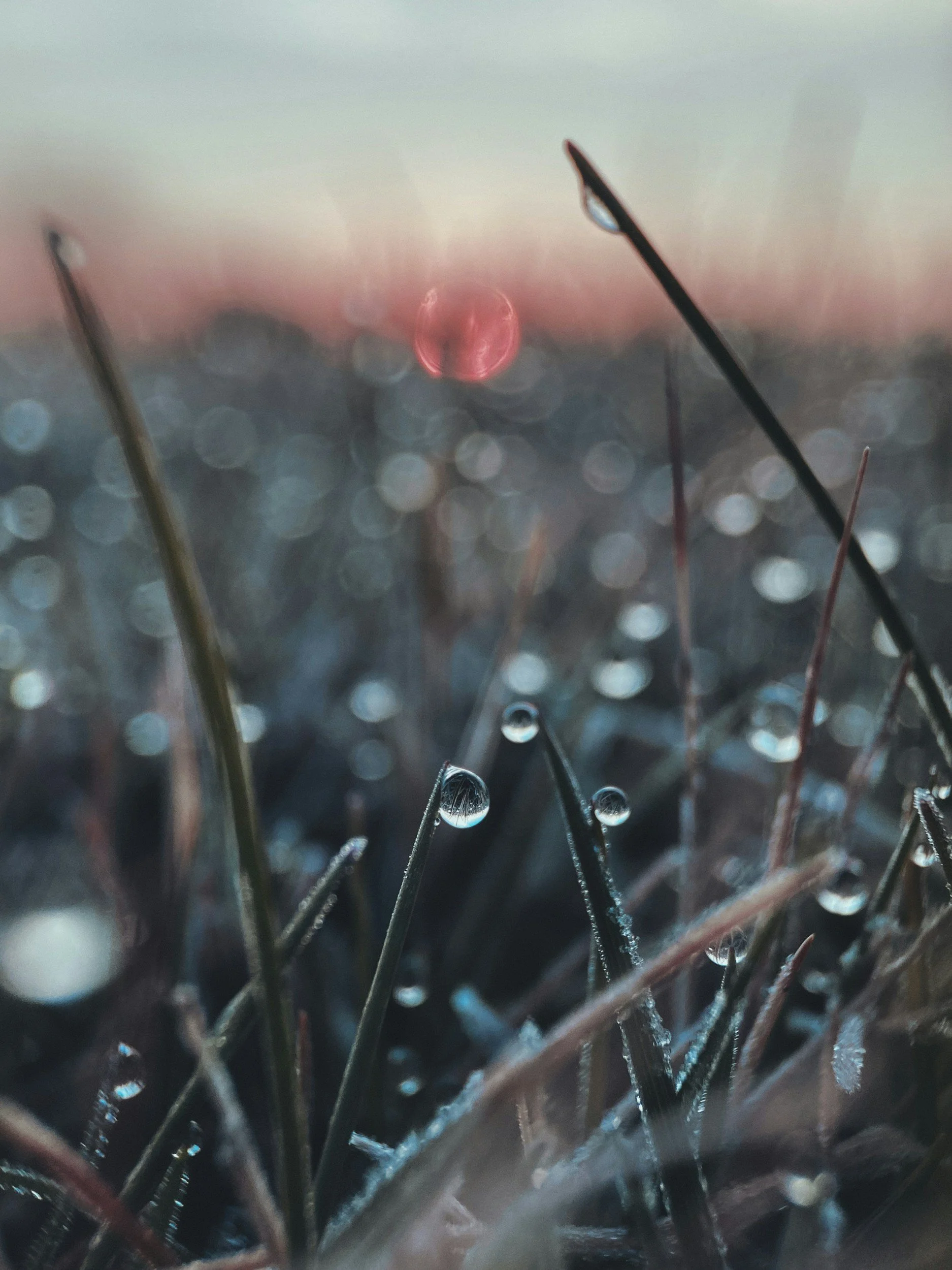 Close-up of grass with morning dew, symbolizing natural healing and trauma recovery with a therapist in South Barrington, IL