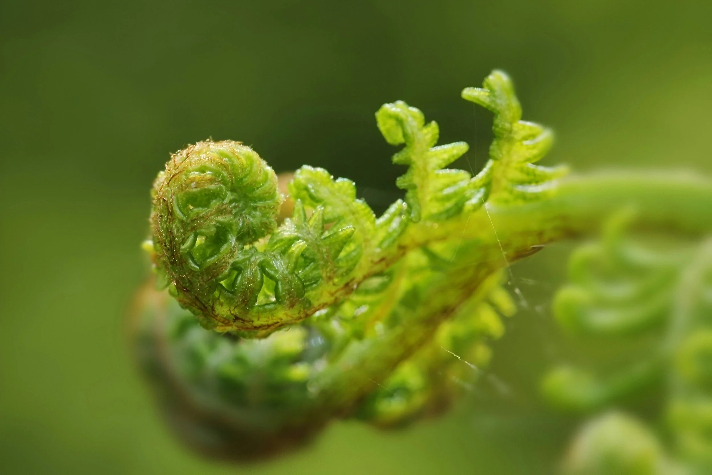 Macro close-up of a green fern unfurling, representing somatic grounding, nervous system regulation, and growth in adoption therapy.