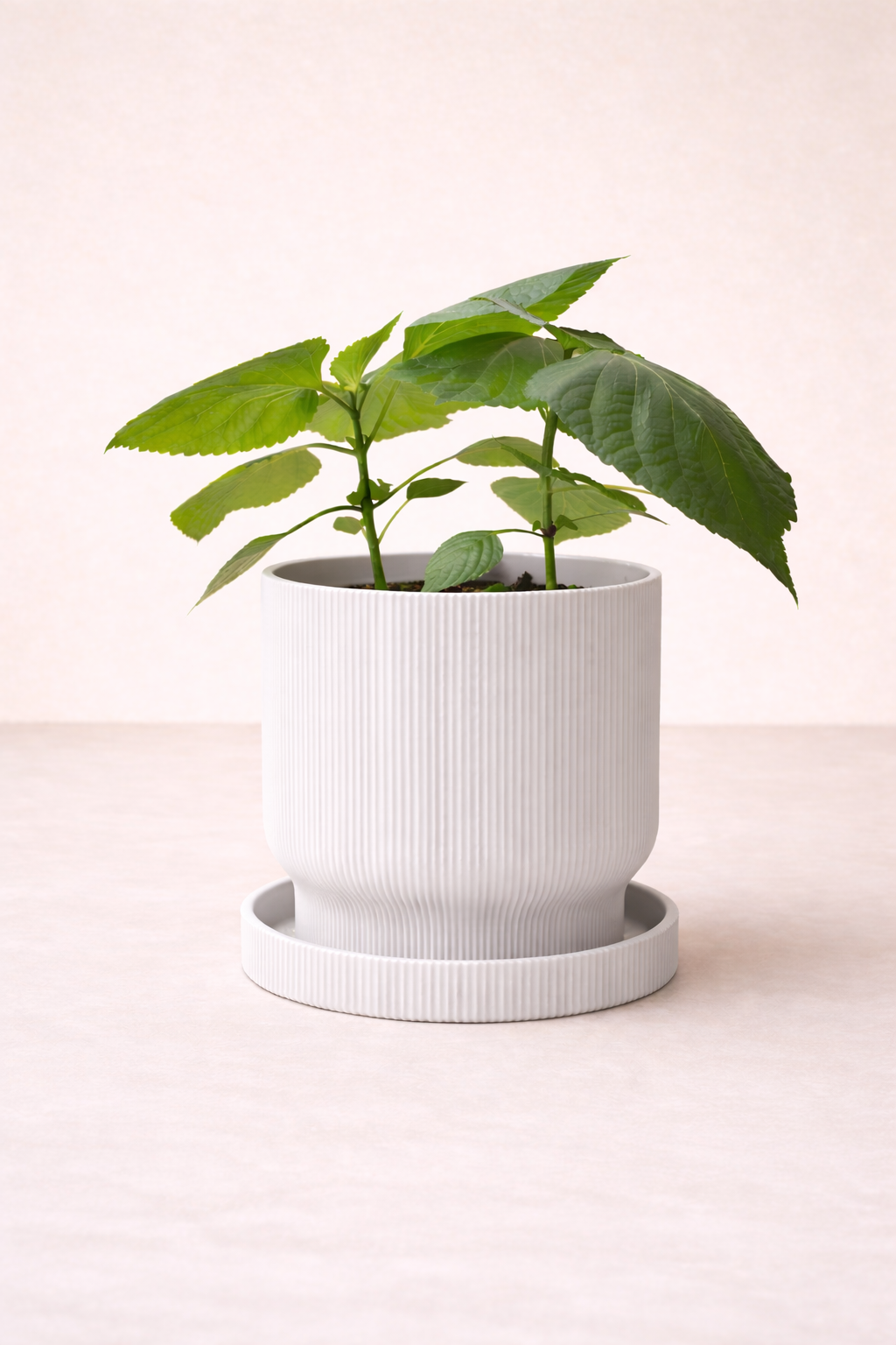 Pot de plante Élysée - Minimaliste