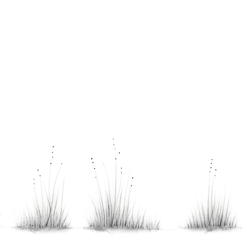 A line drawing of long beach grass.