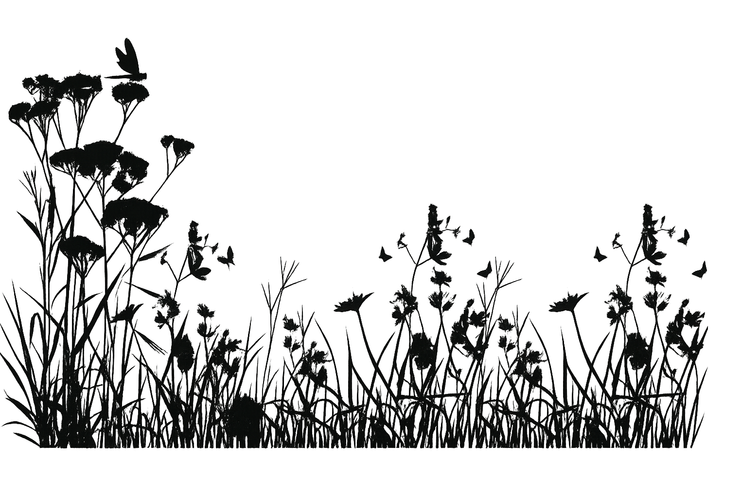 Silhouette of wildflowers and tall grass