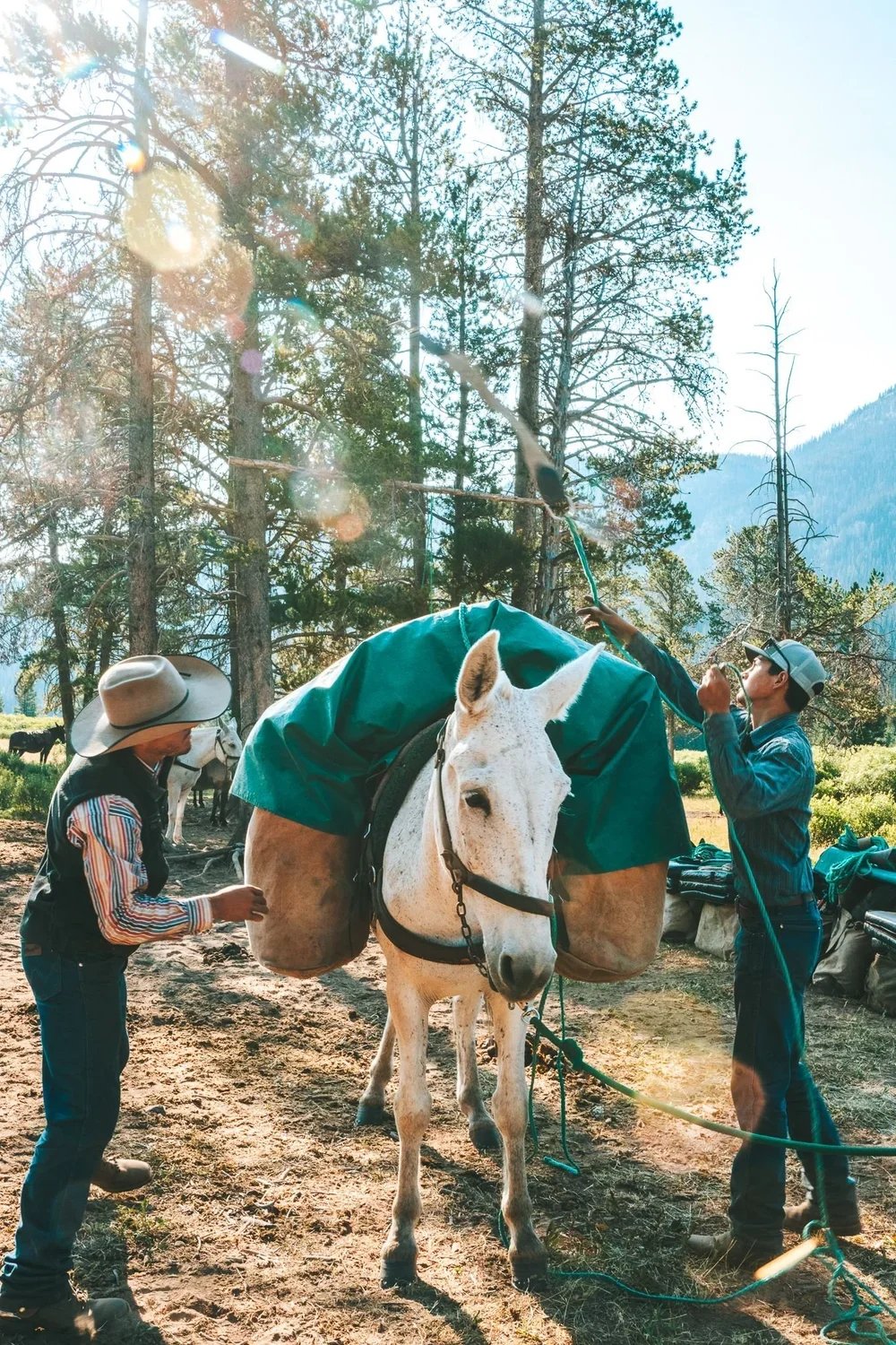 Two men preparing a white horse for a ride in a forested area, with mountains in the background. One man is adjusting the horse's saddle while the other is holding a rope.
