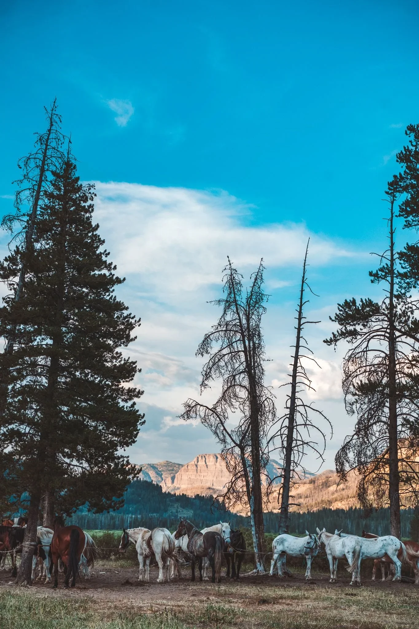 Group of horses standing near trees with a mountain and blue sky in the background.