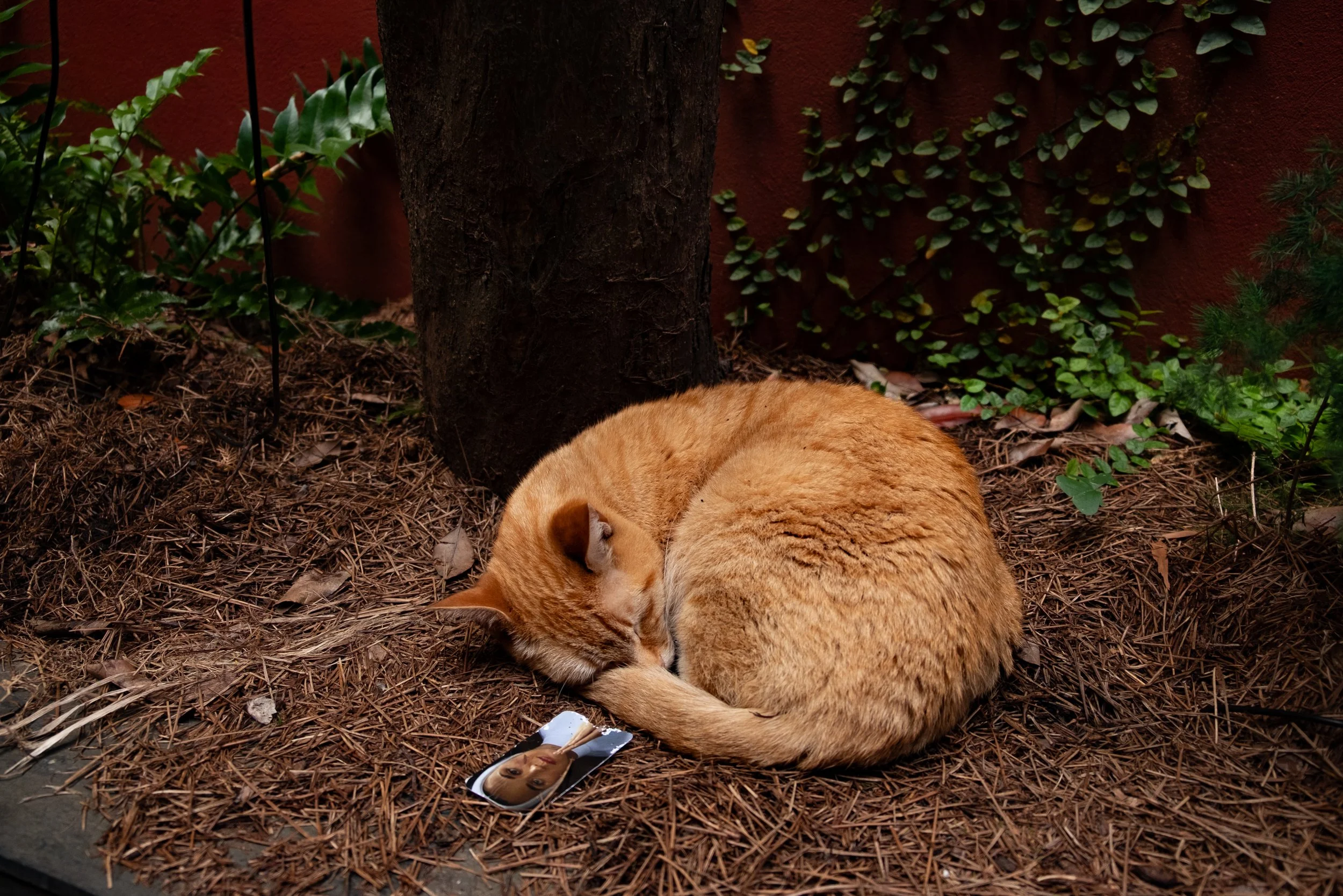 DSCF3469 2-4.jpg