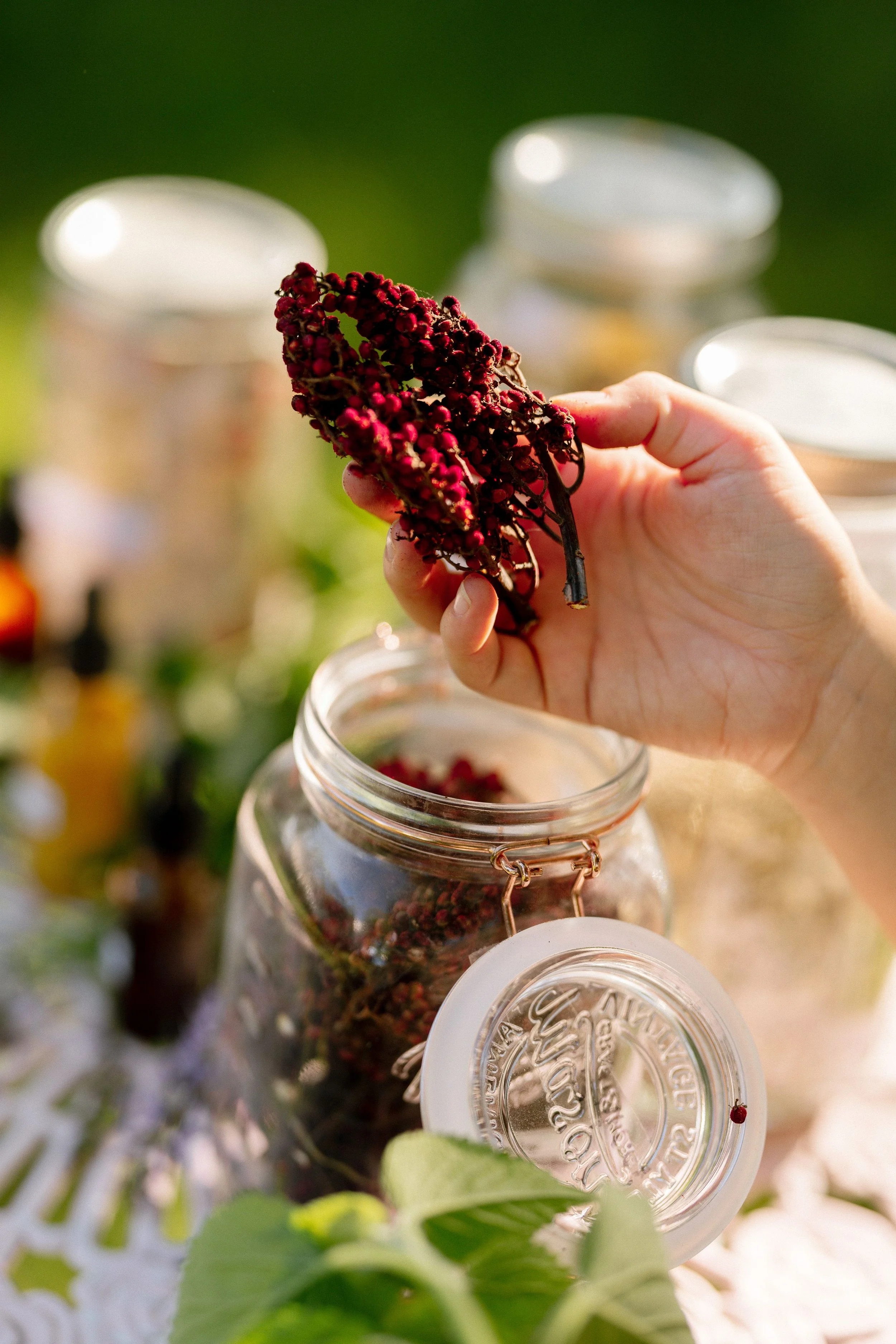 A hand holding a bunch of dark red berries in front of a jar on a table, with blurred jars and greenery in the background.