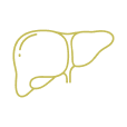 Icon of liver, representing sluggish liver stagnation