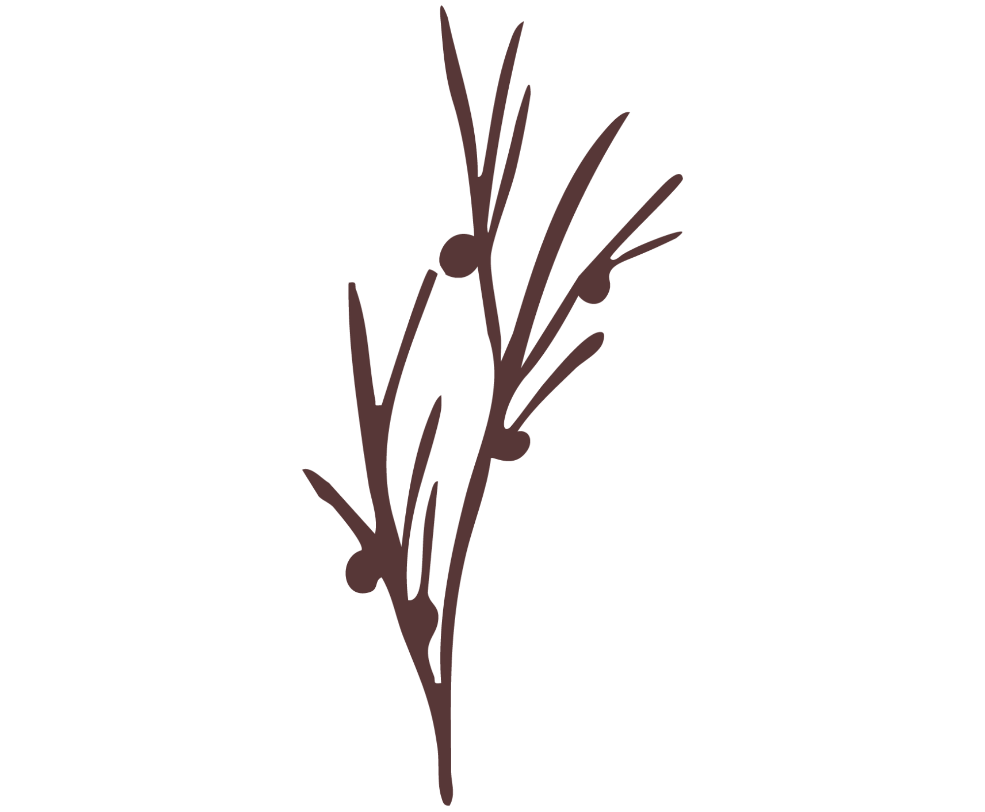 Illustration of a sprig with thin branches and small round berries.