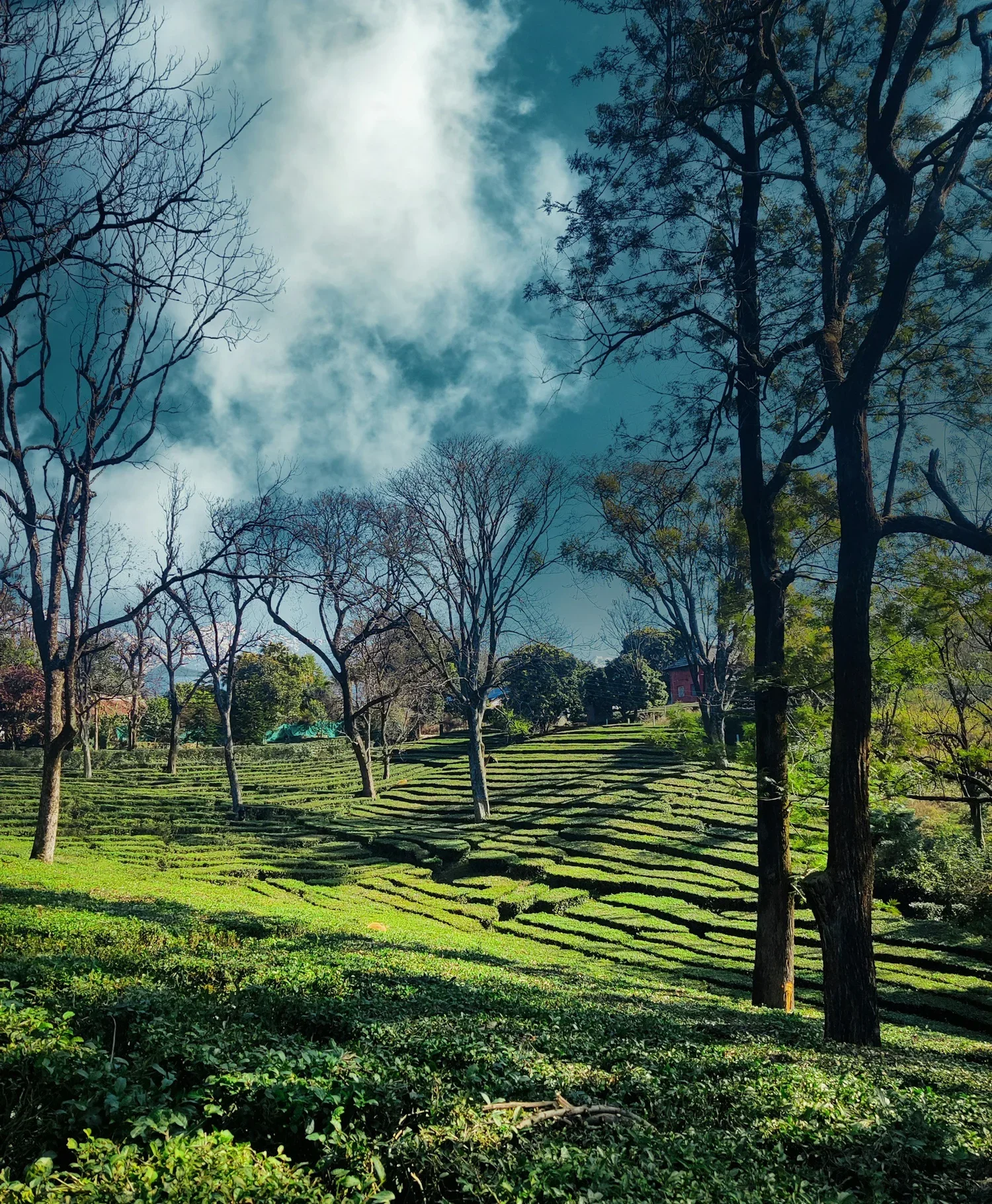 Tea tree plantation on a green hillside under a blue sky.