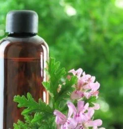 Geranium essential oil bottle with pink geranium flowers.