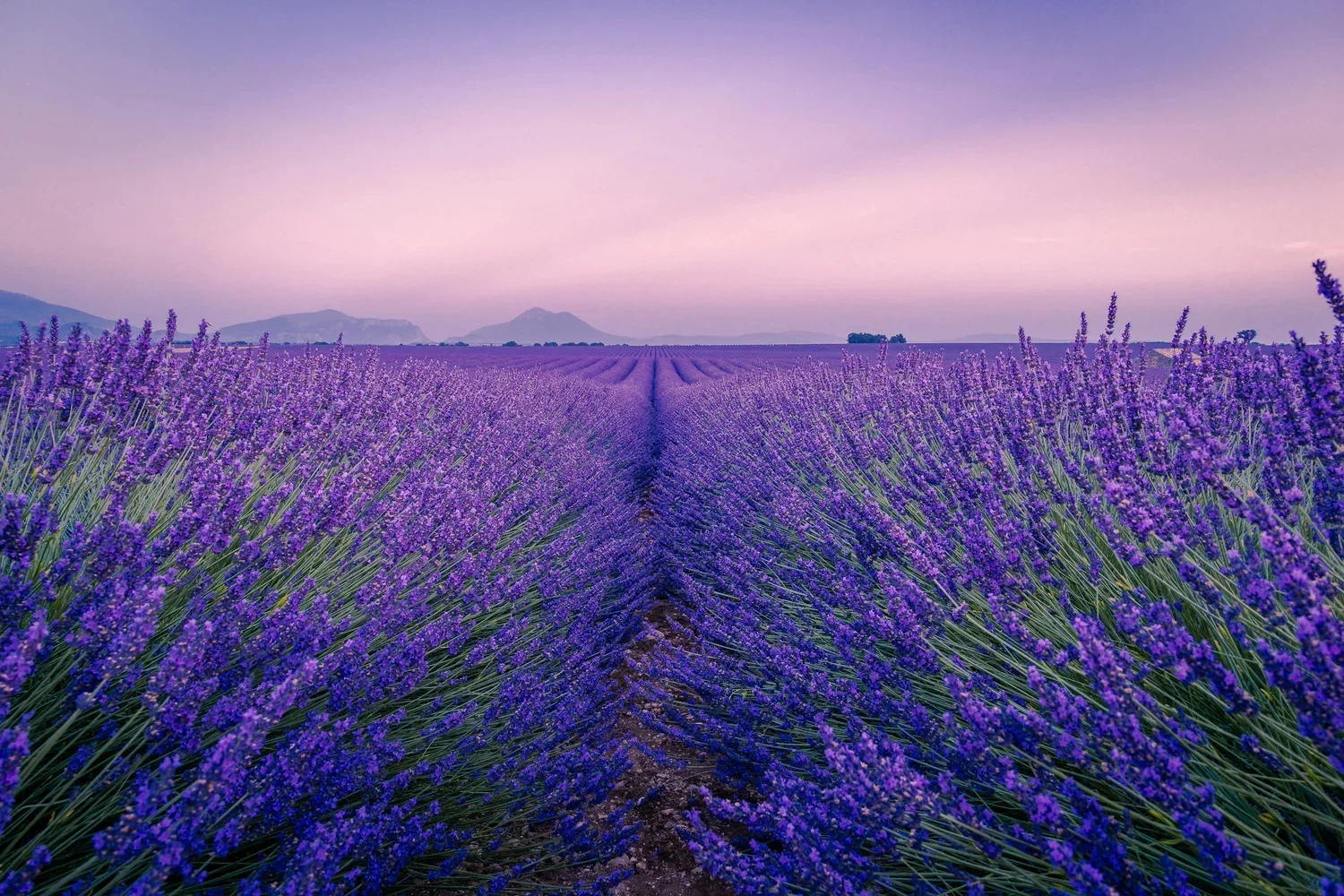 Lavender fields in full bloom stretching toward the horizon.